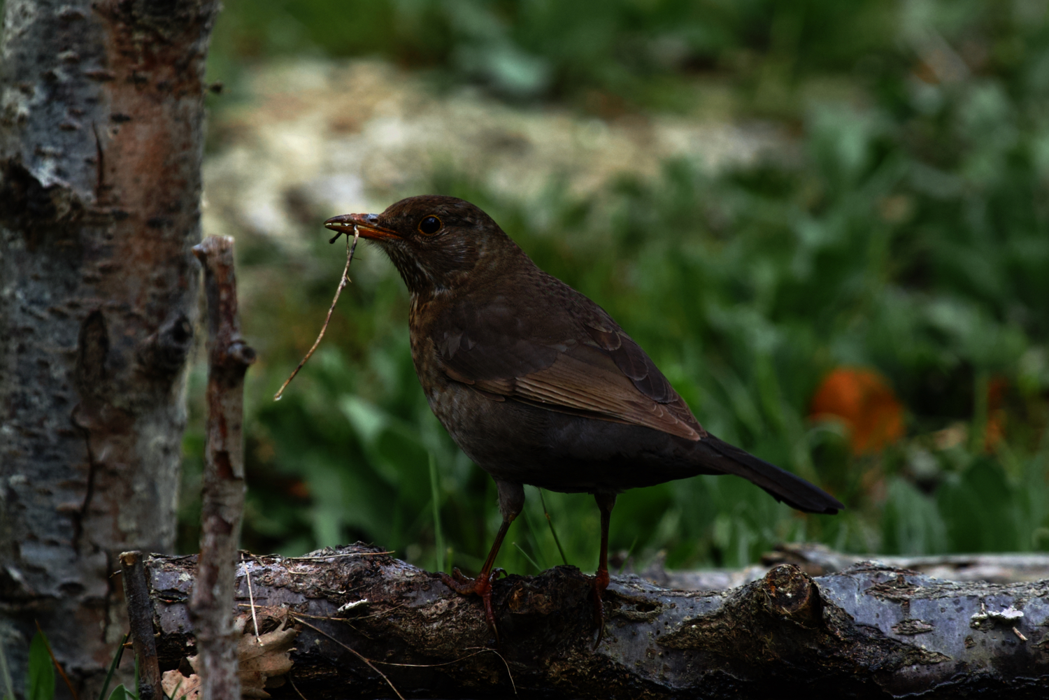 female blackbird