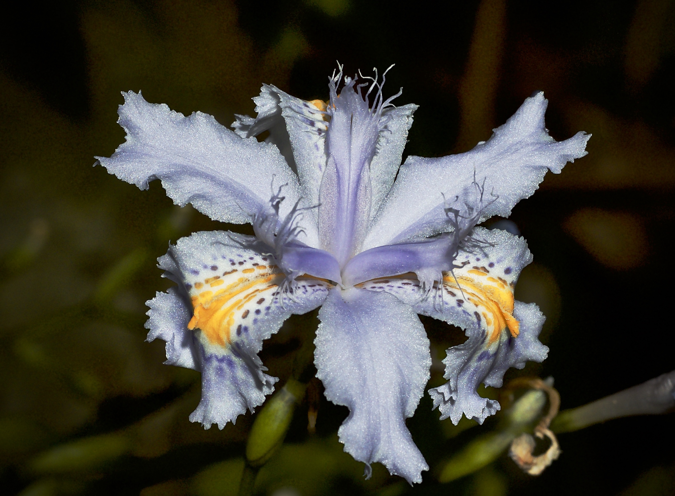 iris japonica