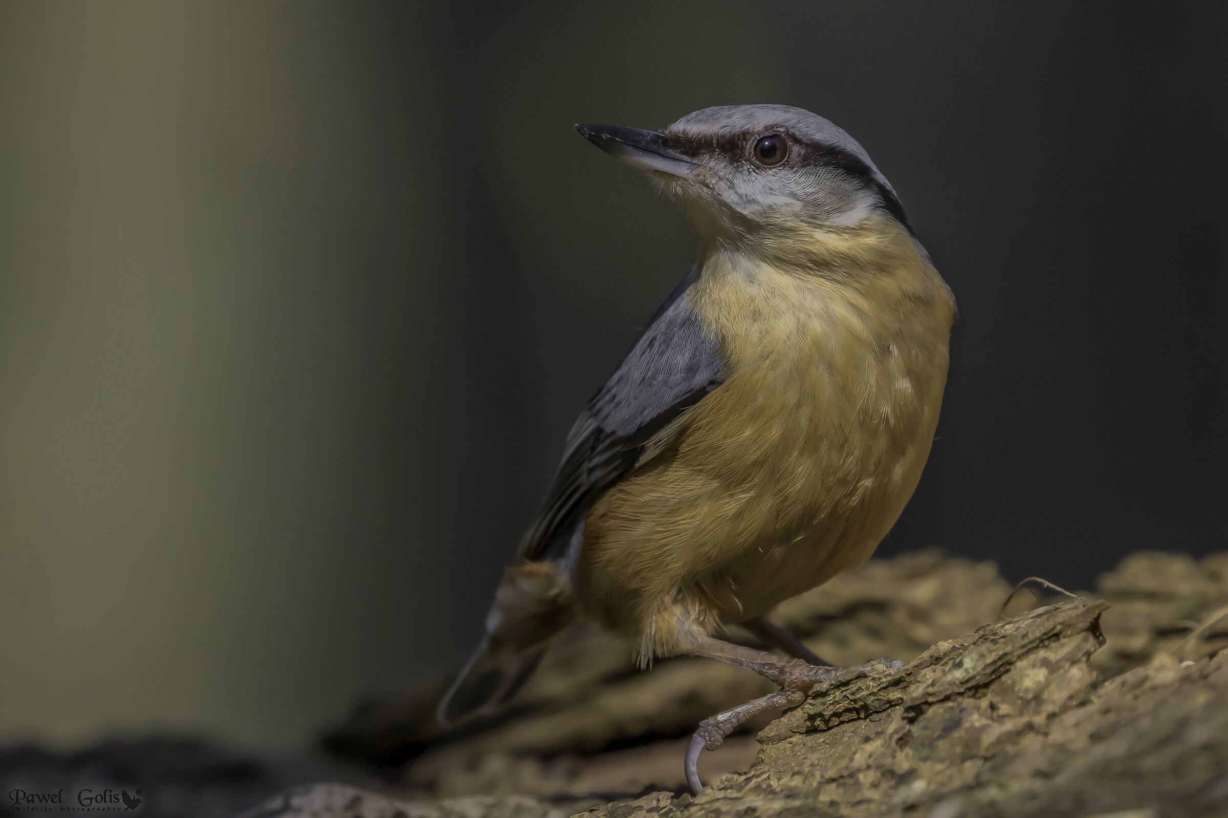Nuthatch (Sitta europaea)