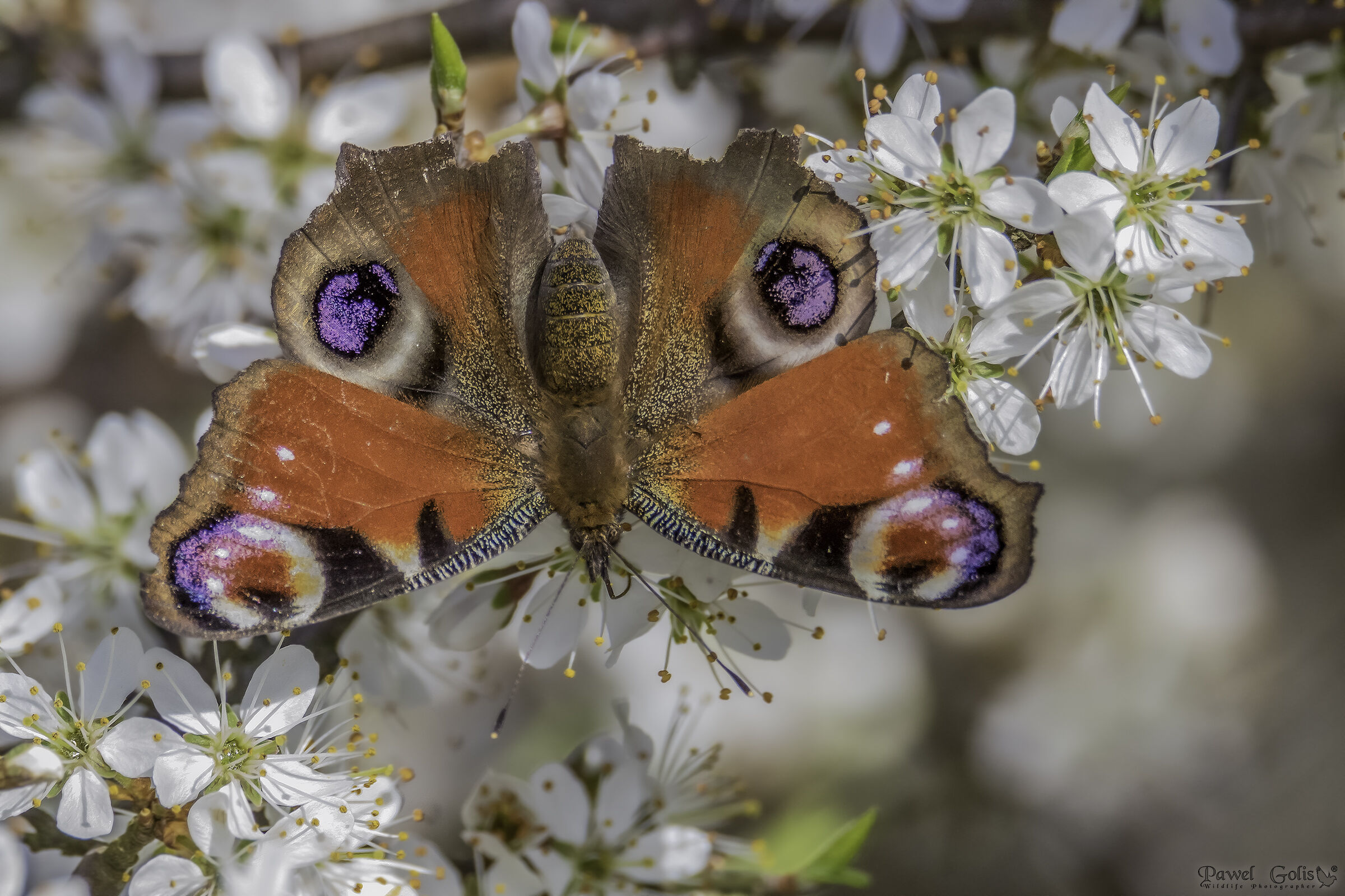 Pavone europeo (Aglais io)