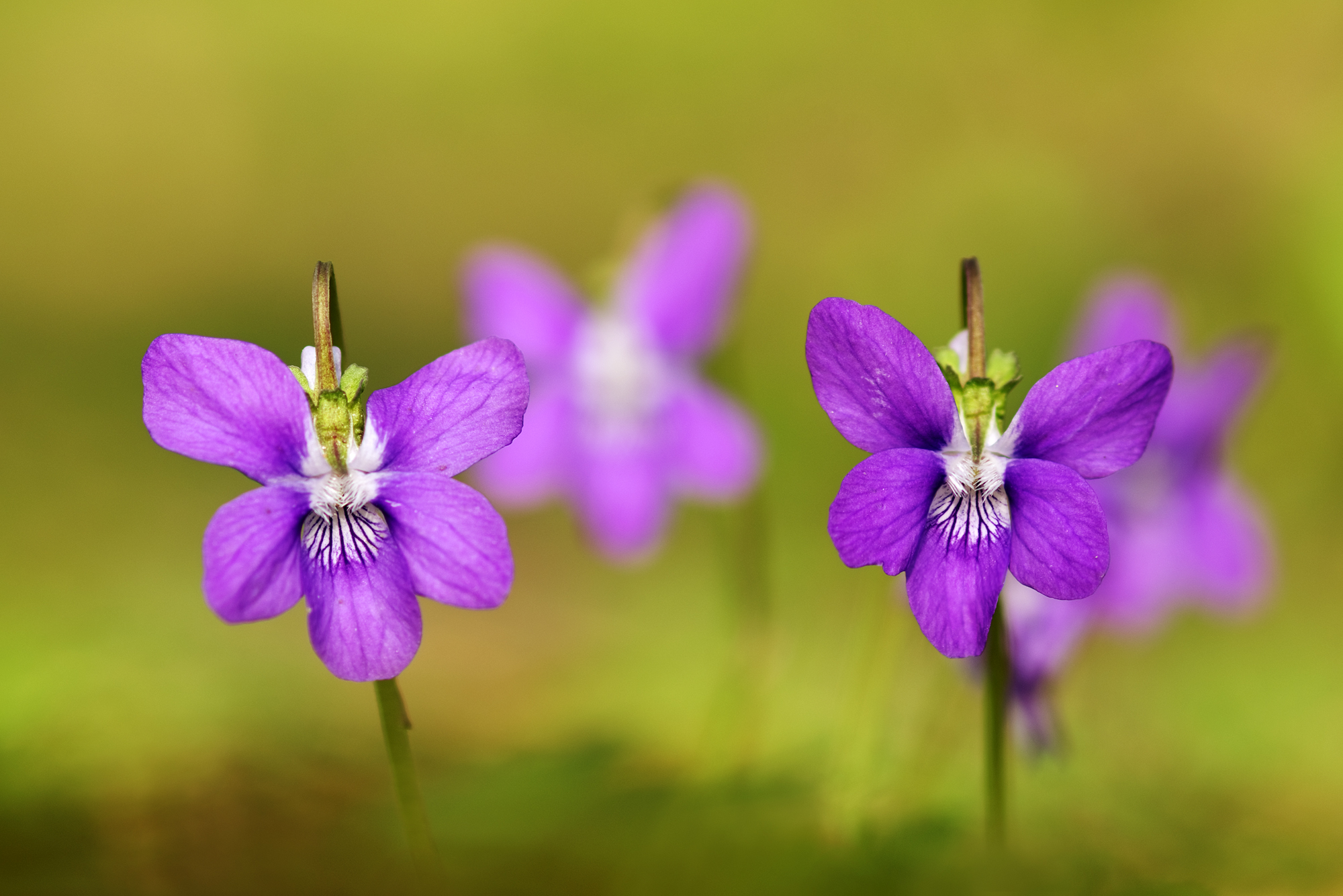 Violets