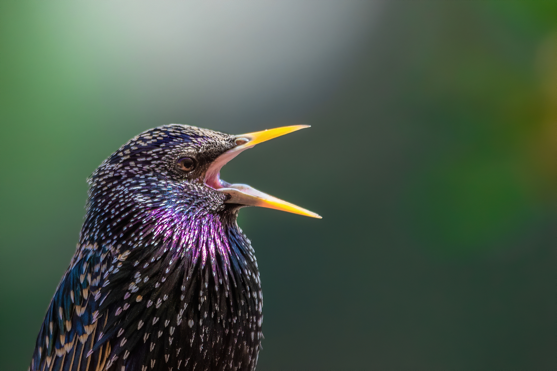 Il canto dello storno