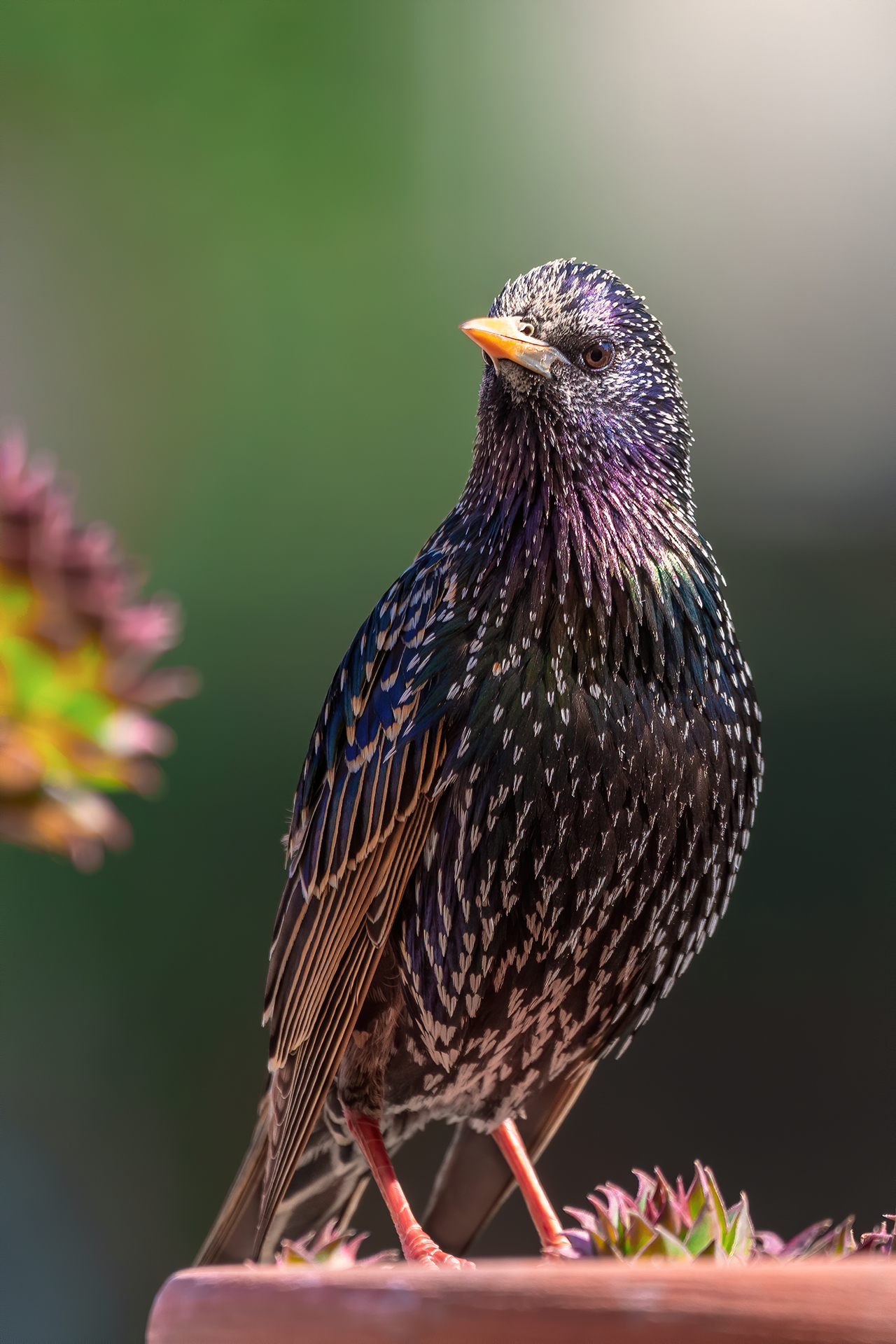 Storno sul terrazzo di casa