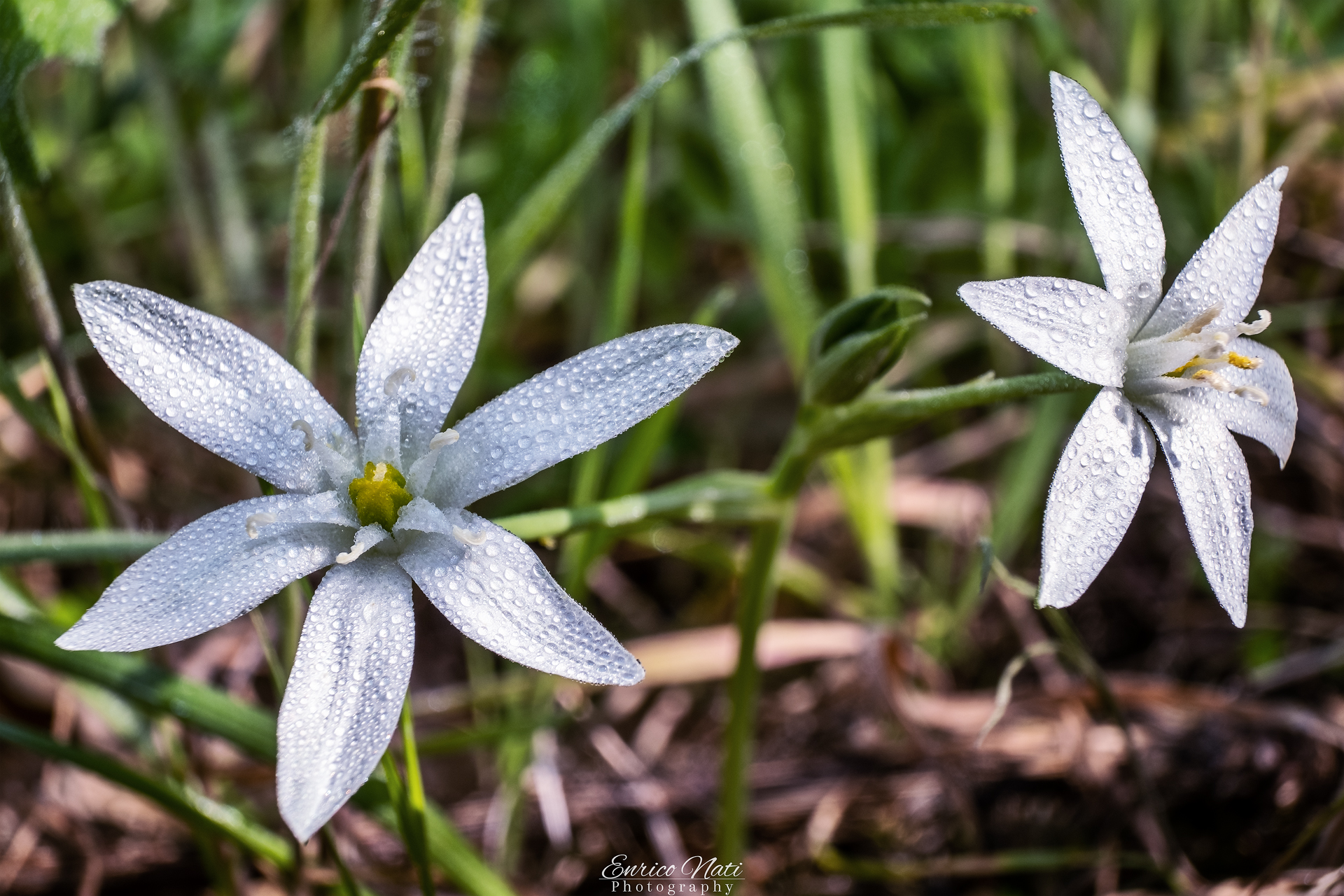 Ornithogalum umbellatum