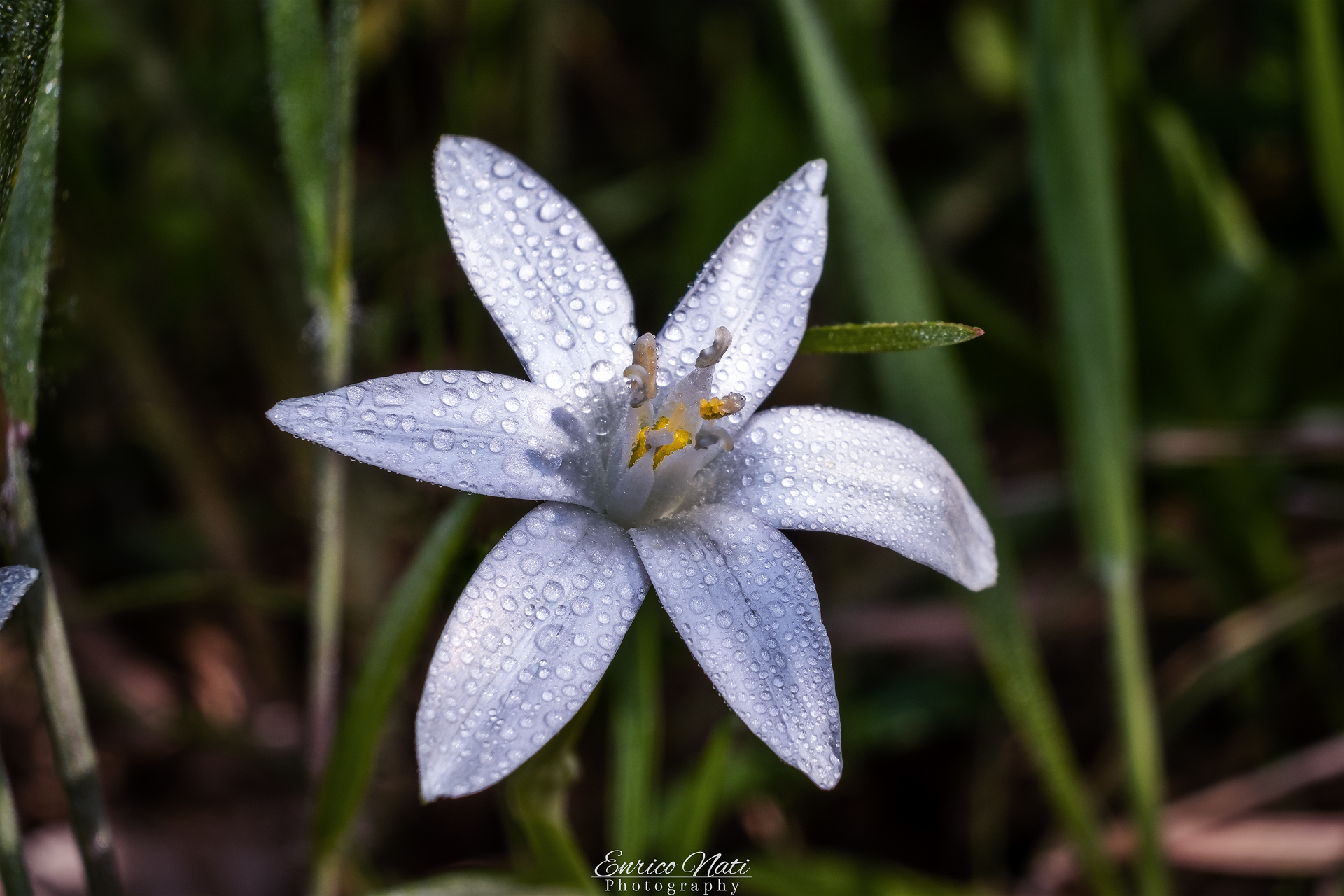 Ornithogalum umbellatum