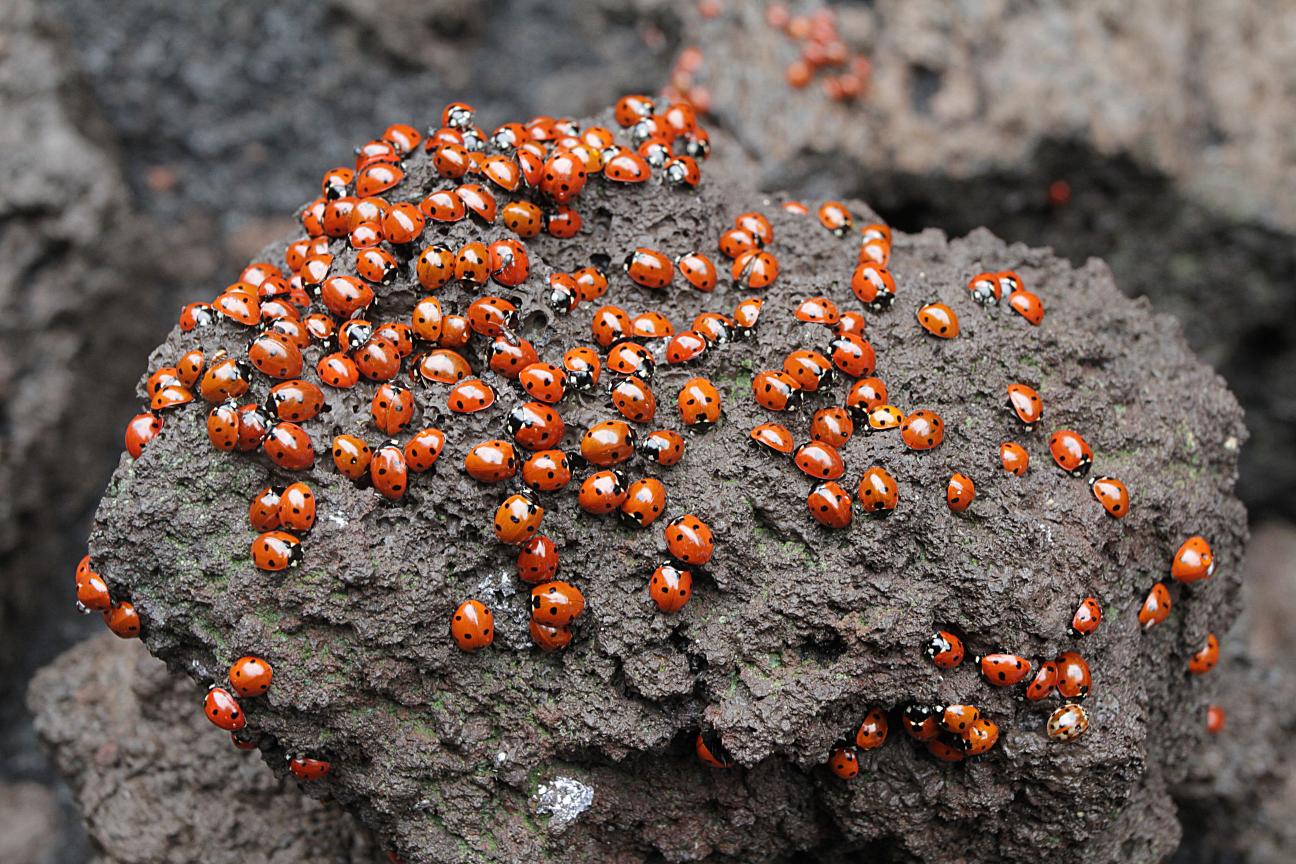Coccinelle Etna