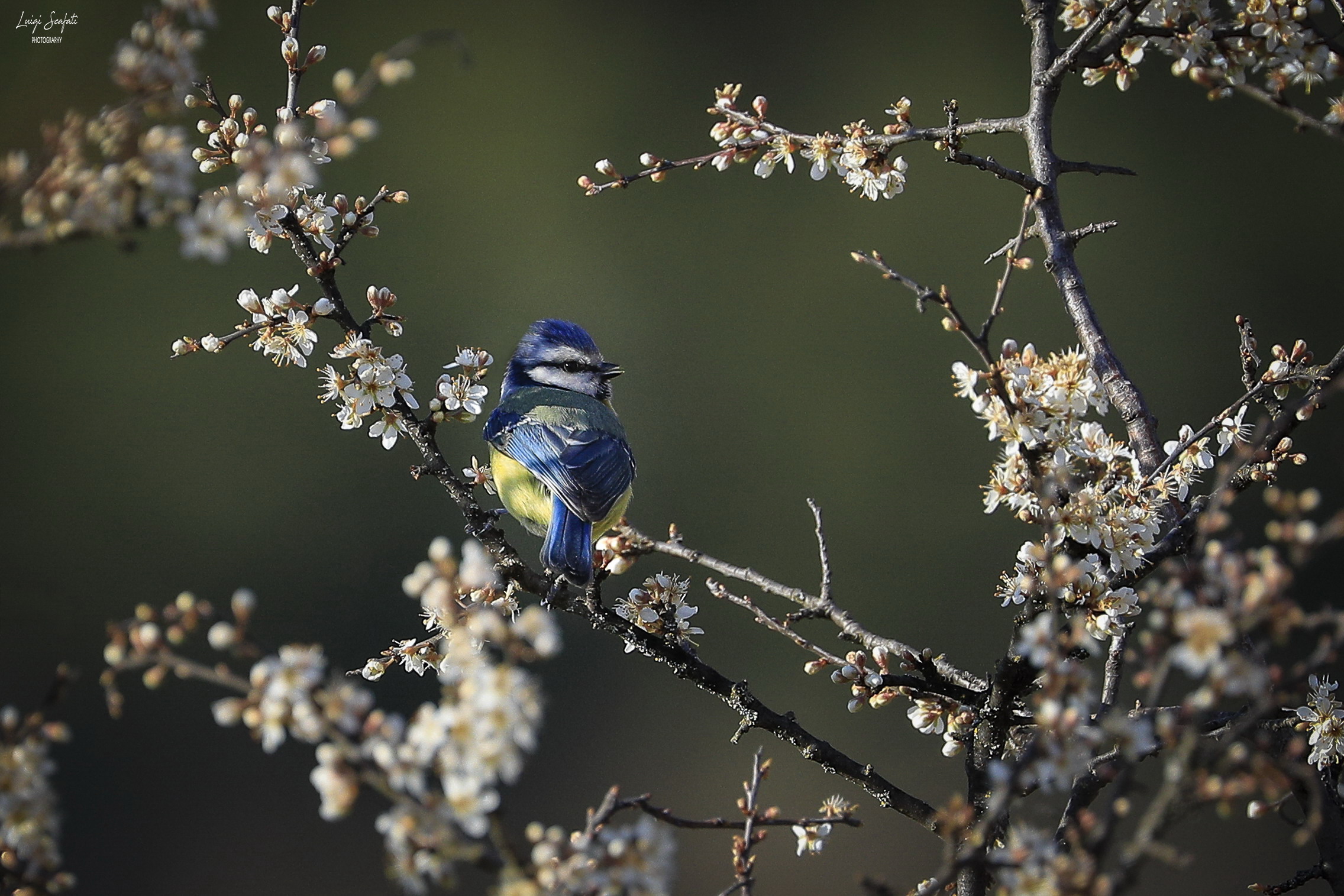 Cinciarella di primavera
