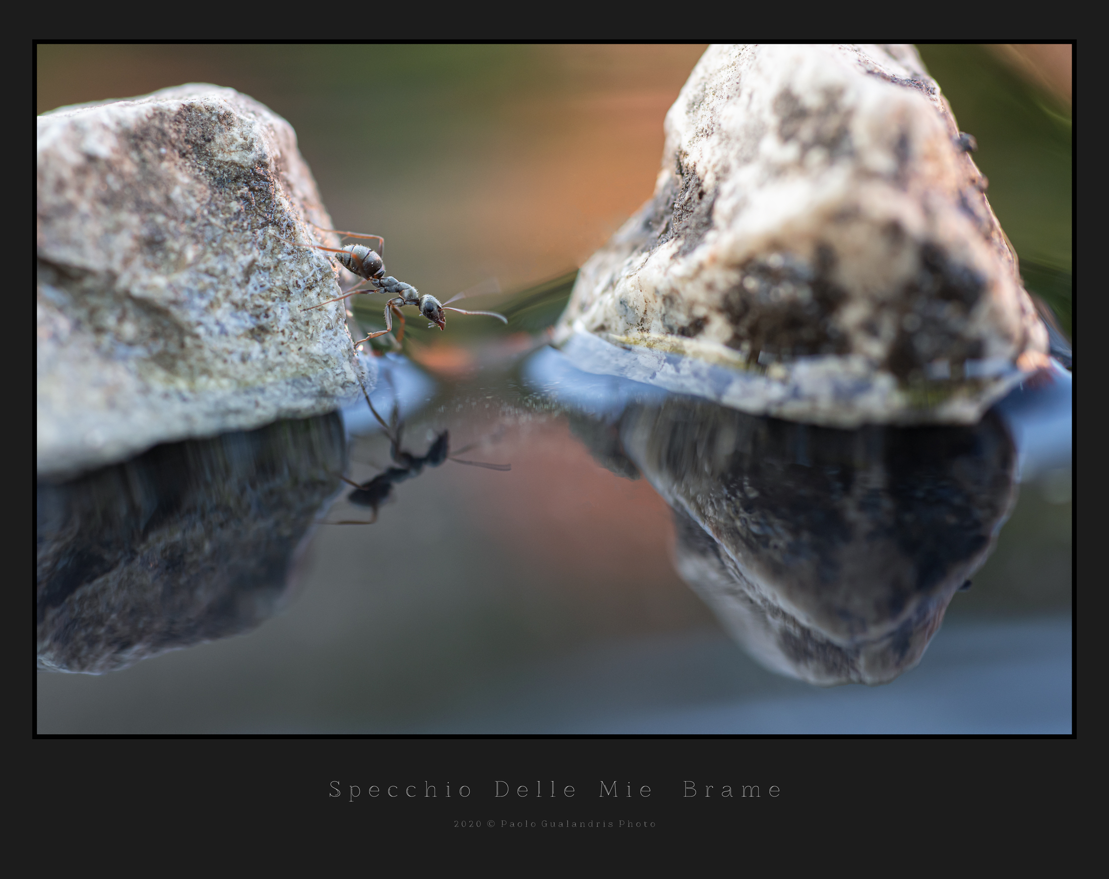 Specchio Delle Mie Brame