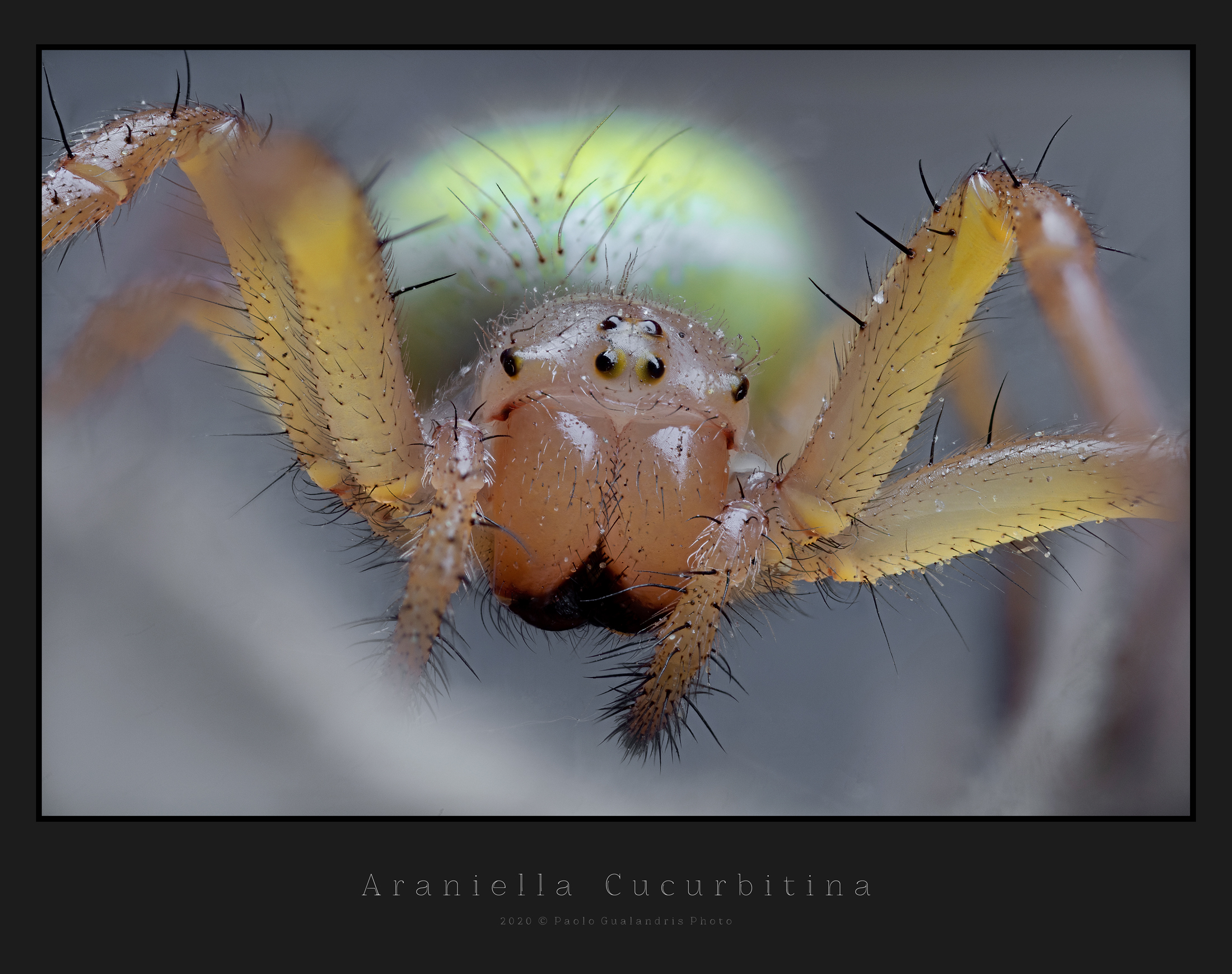 Araniella Cucurbitina