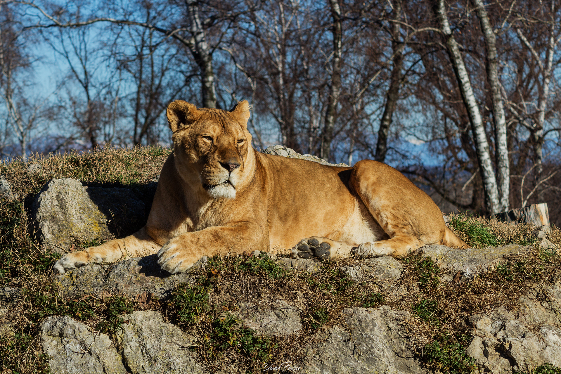 Lioness