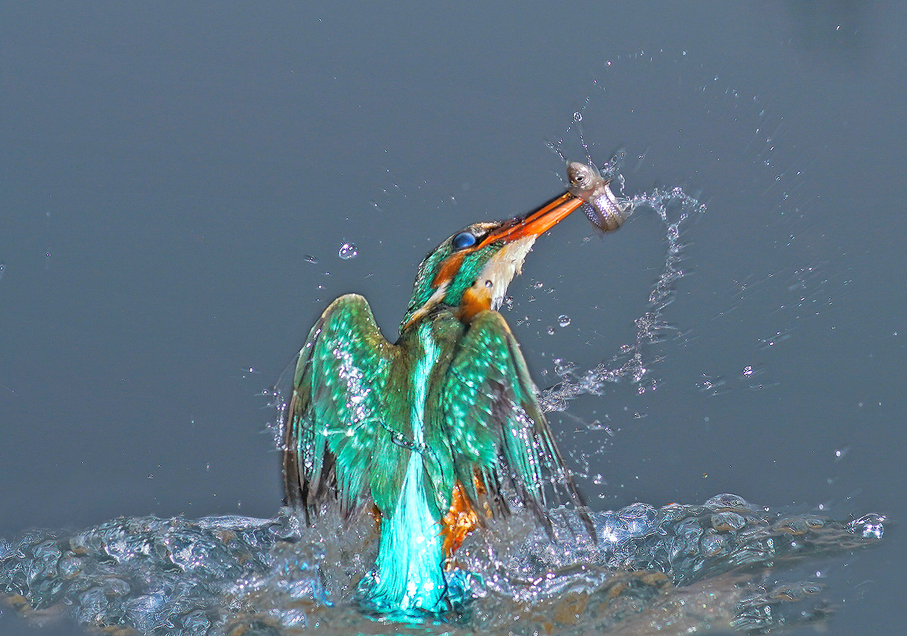 Ilpranzo del martino