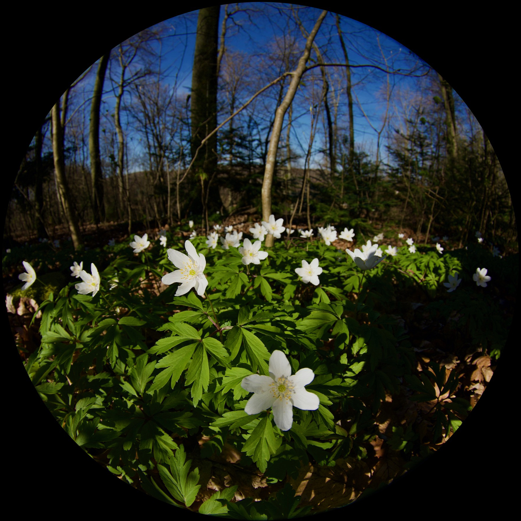 FX crop, circular black mask 12