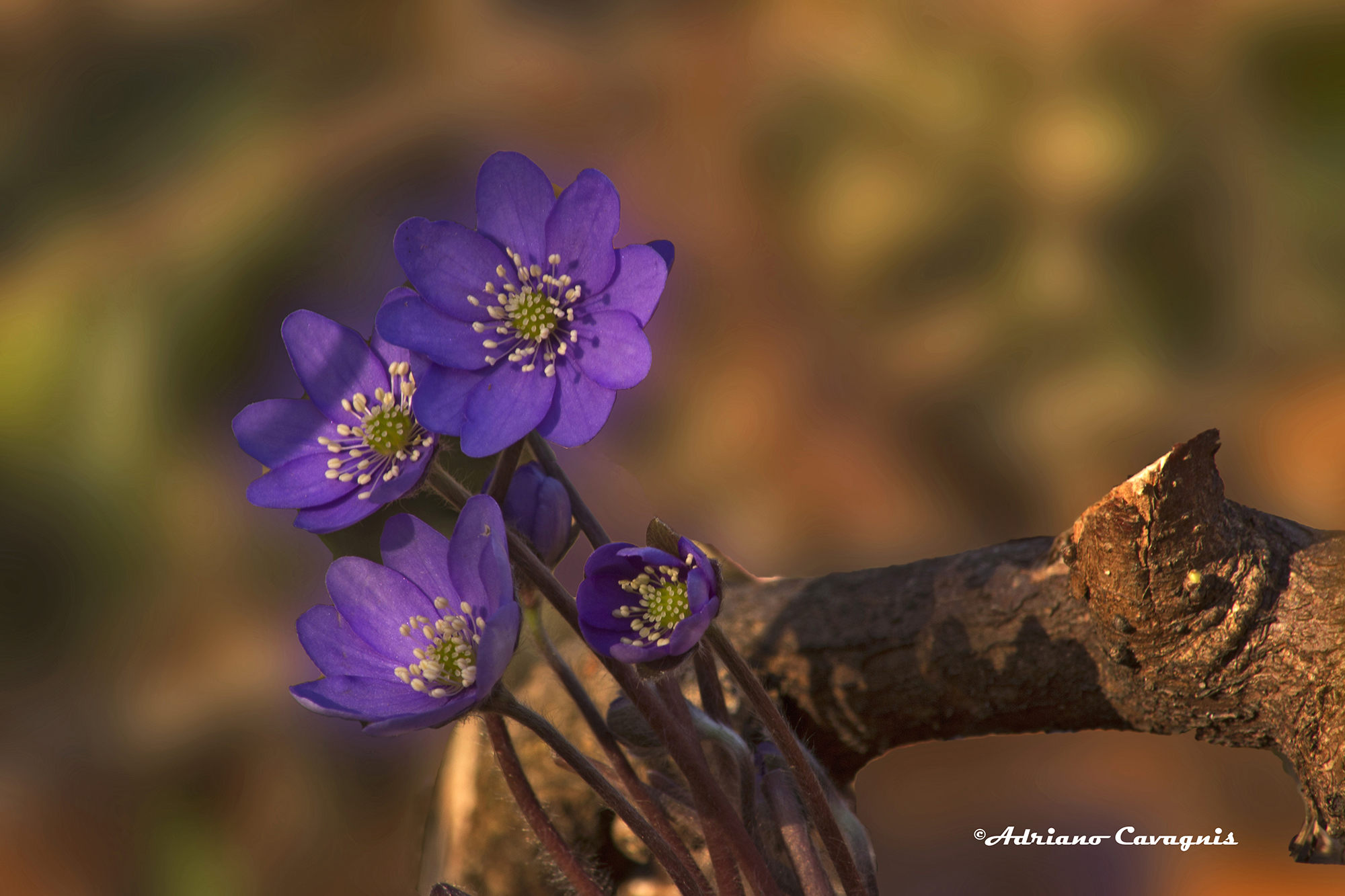 Erba trinità, Carine.