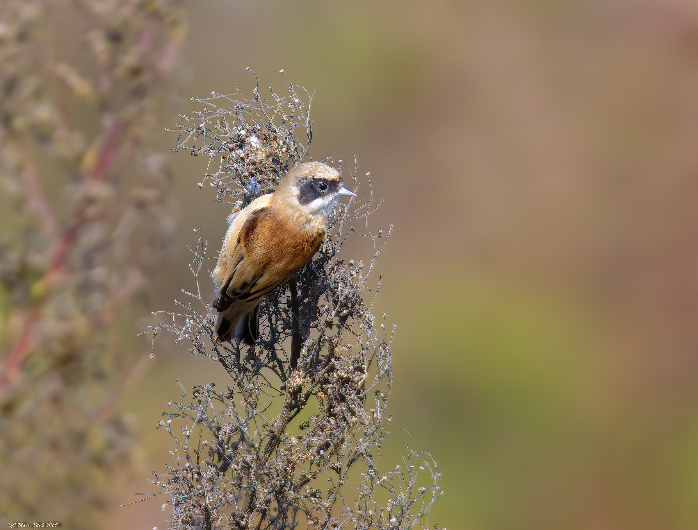 Pendolino (Remiz pendulinus)