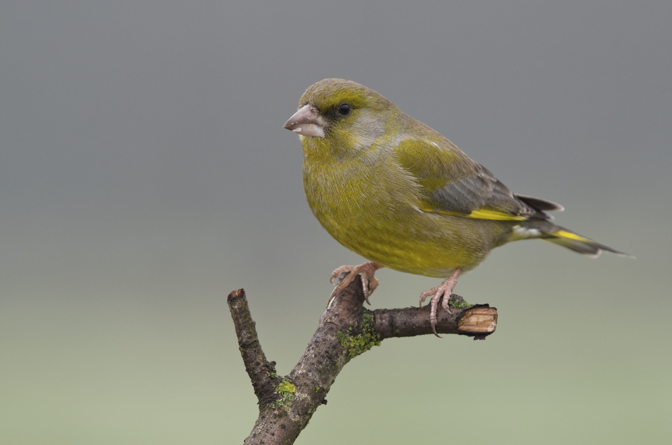 greenfinch