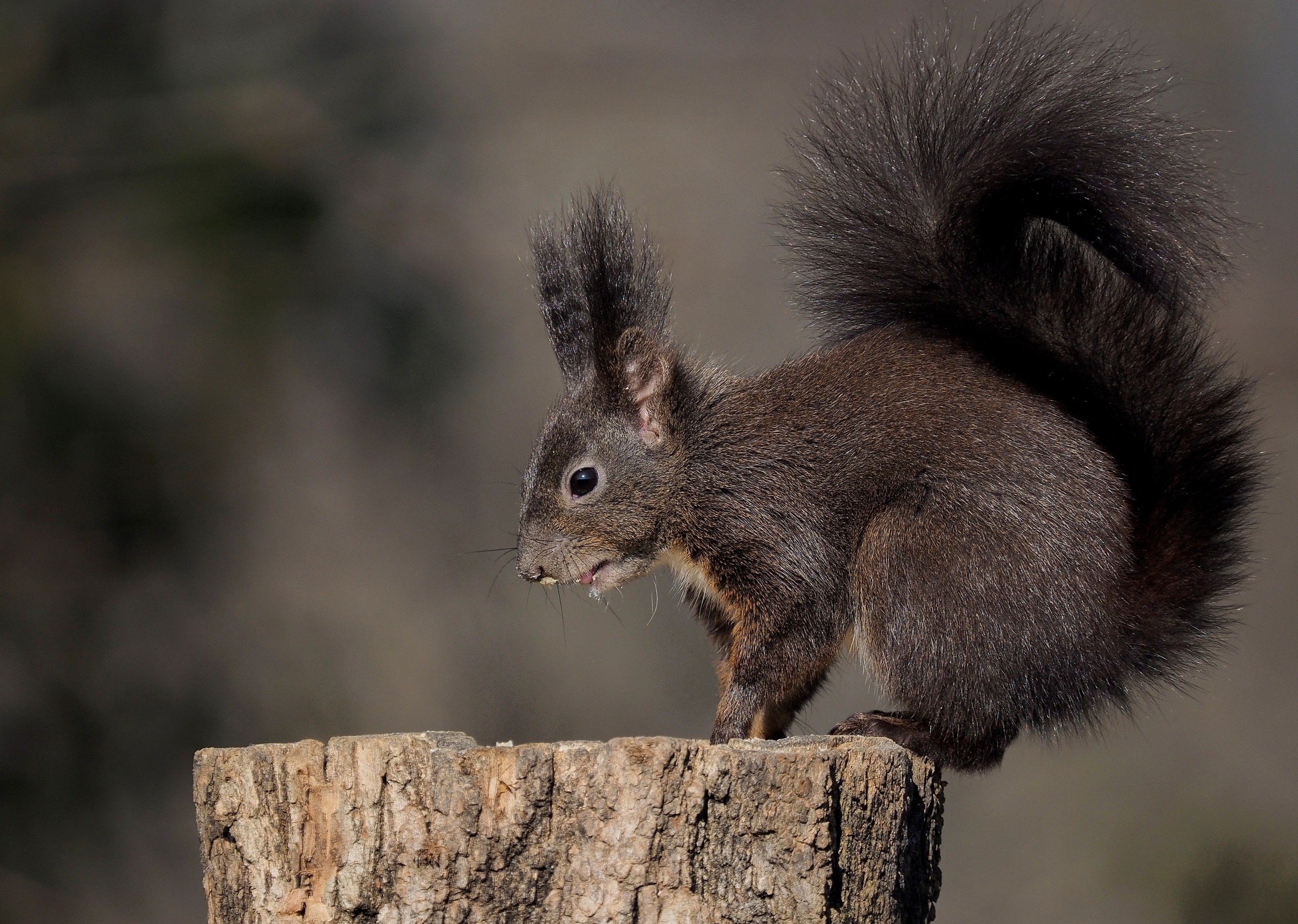 Effetto quarantena: mangiare troppo!