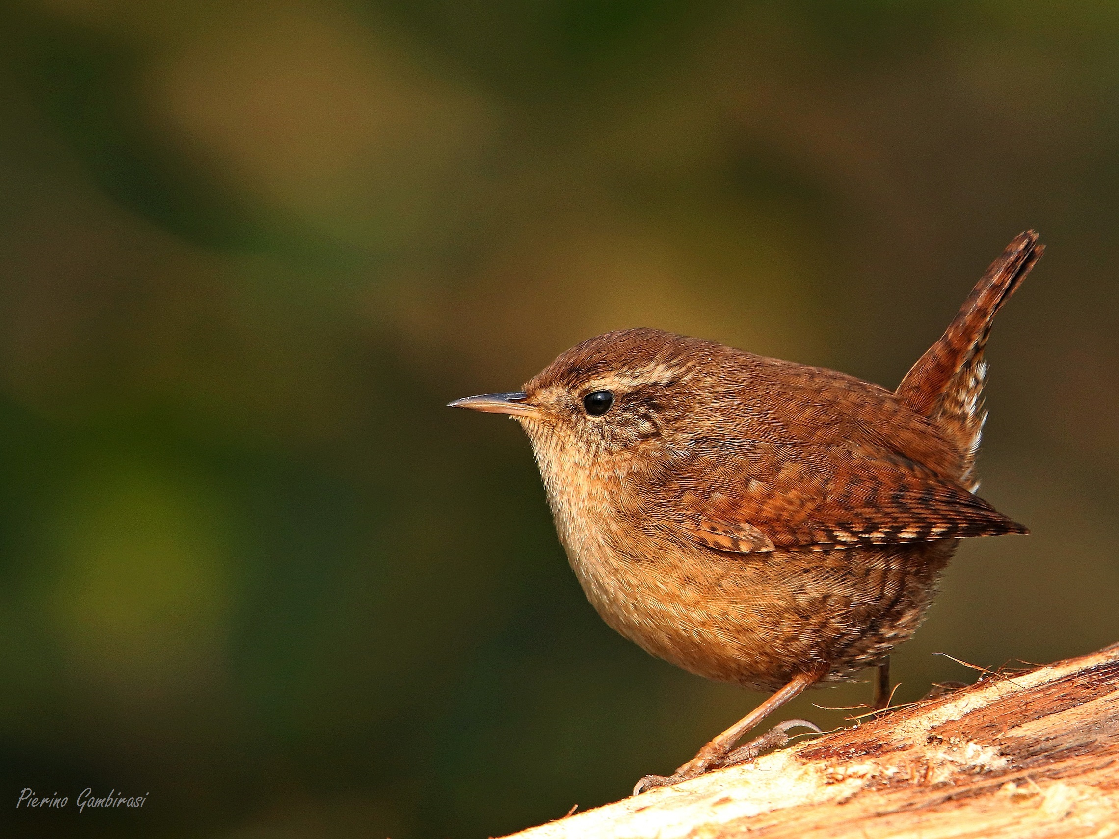 Wren...