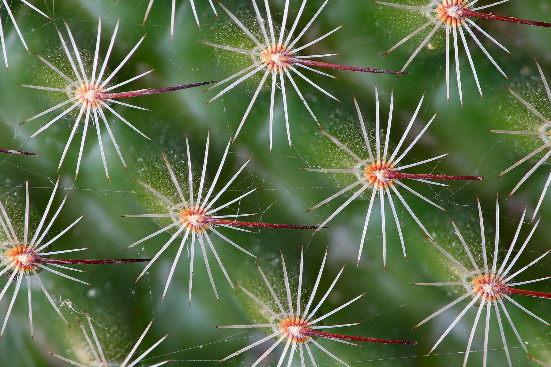 The thorns of a fat plant
