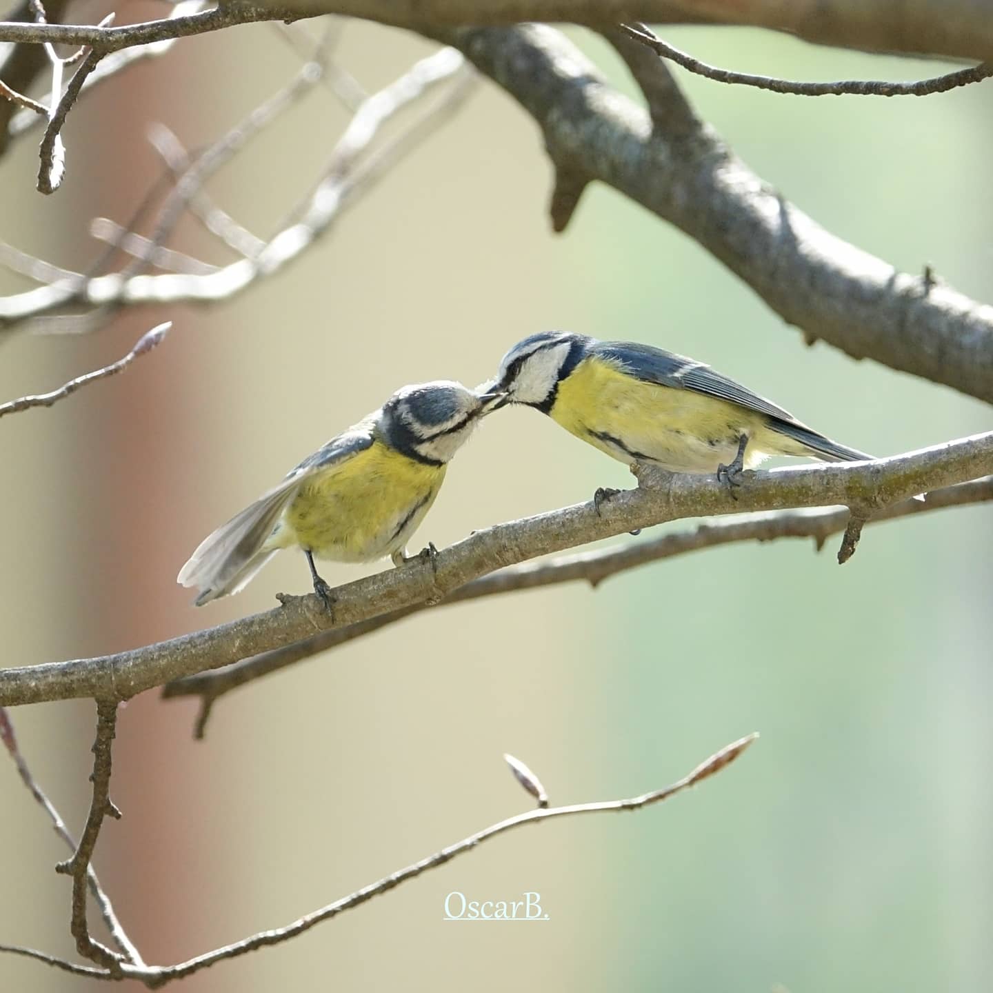 Coppia adulta di cinciarelle in affettuosità.