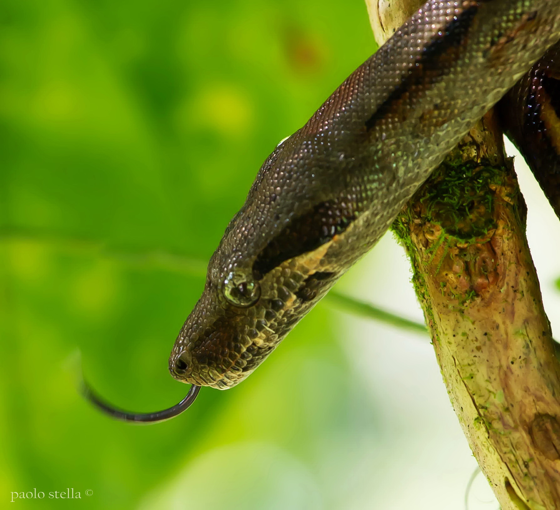 dwarf boa