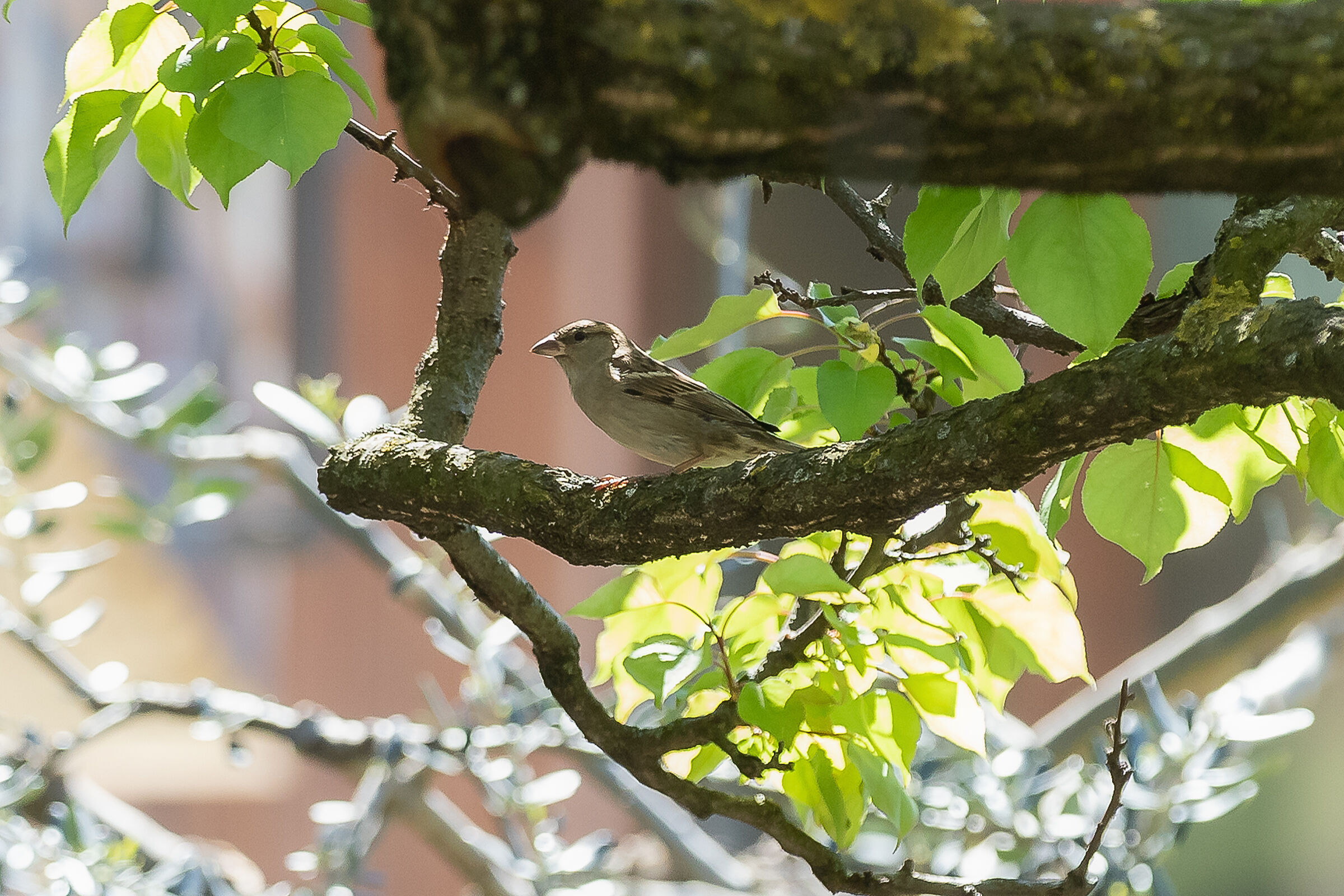 L'albero del vicino 1