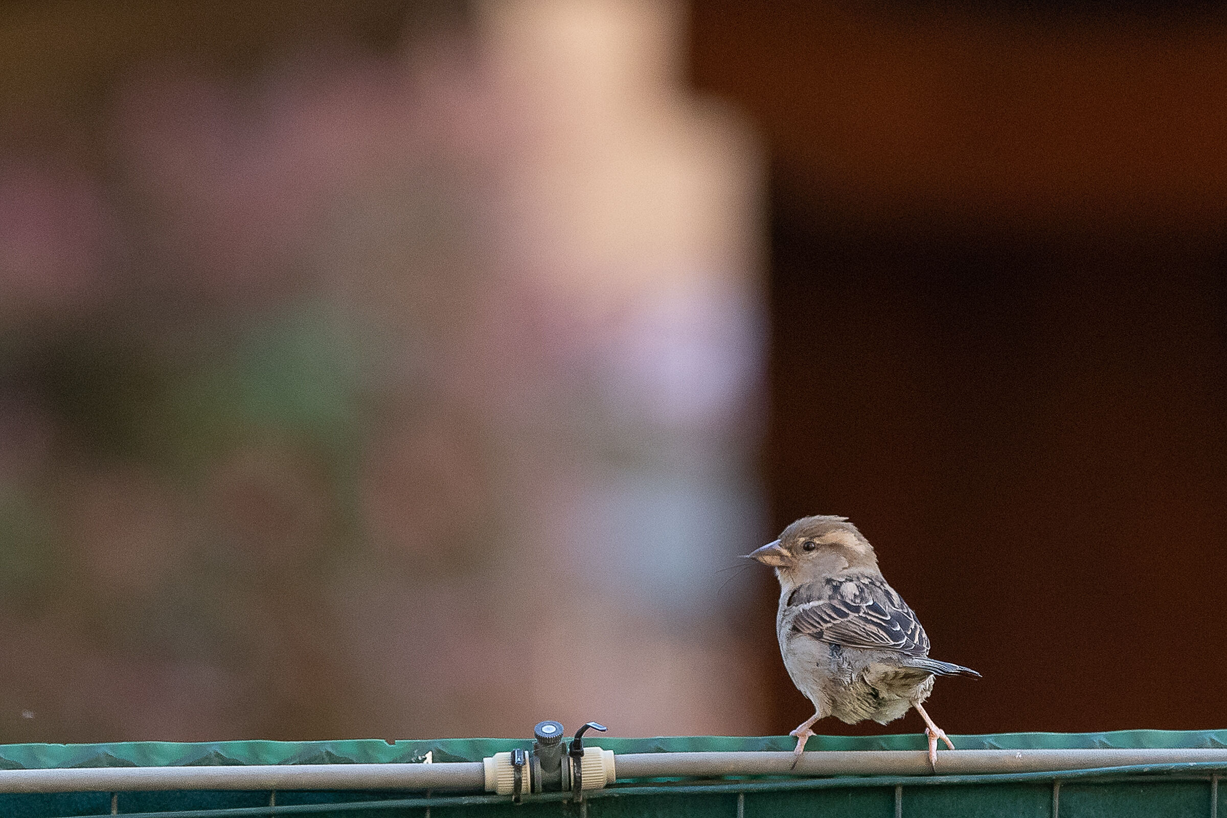 L'albero del vicino 2
