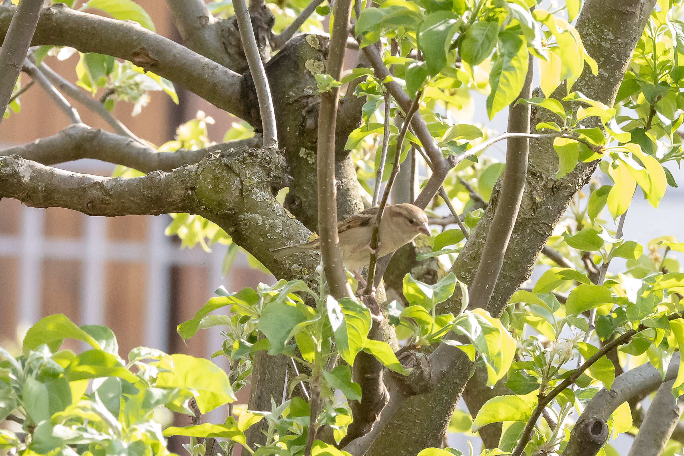 L'albero del vicino 3
