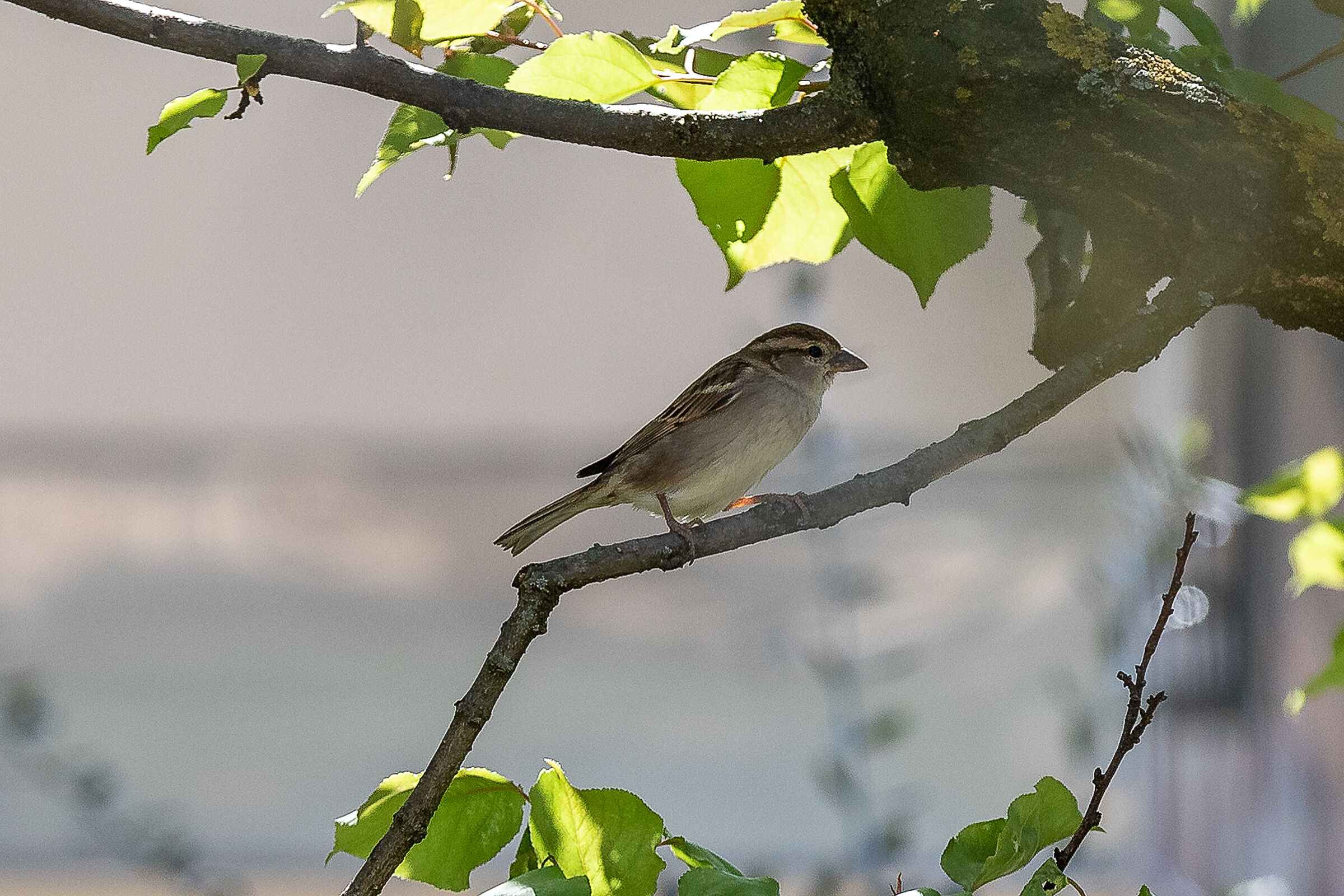 L'albero del vicino 4