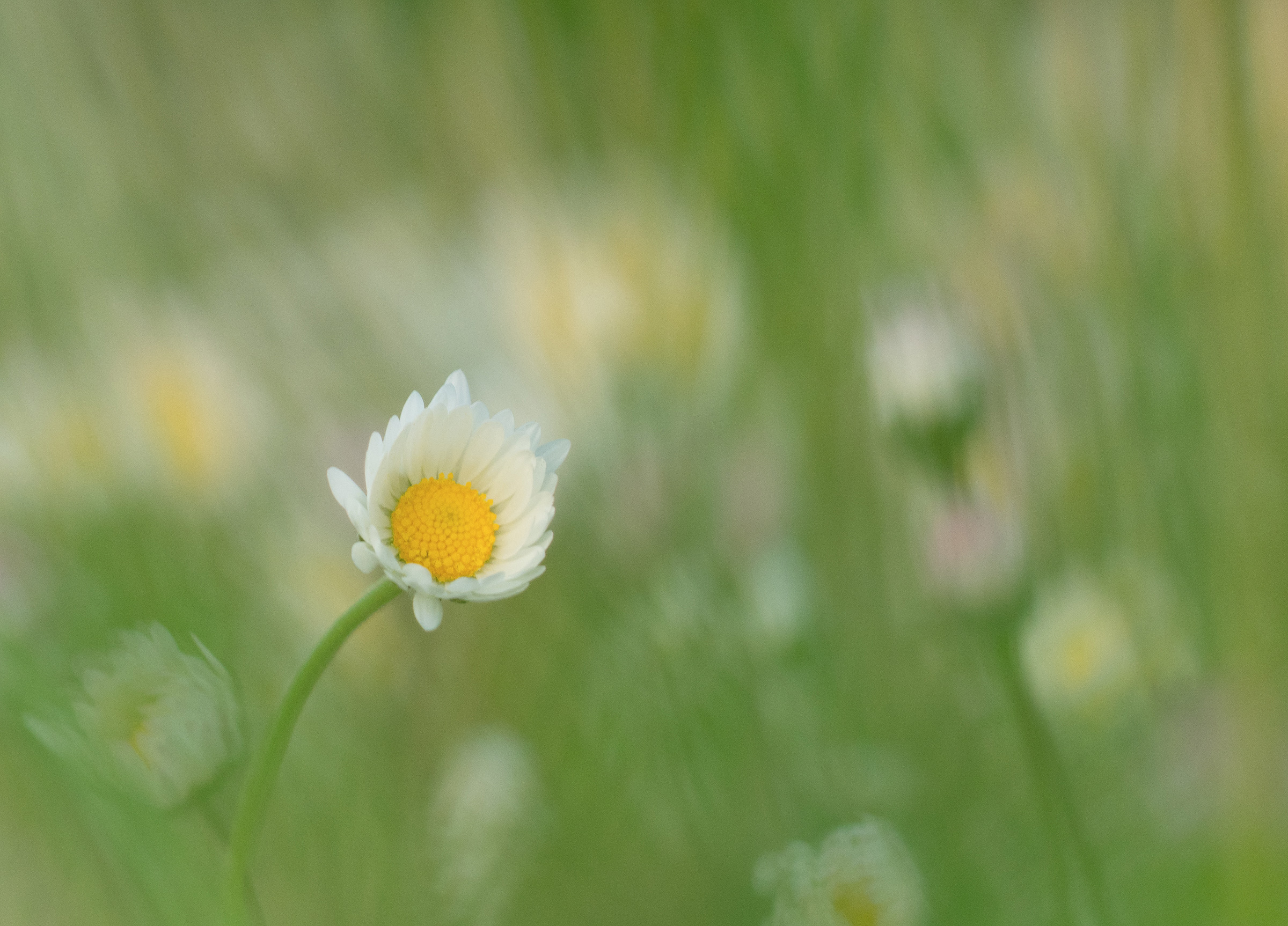 memories of a spring ago