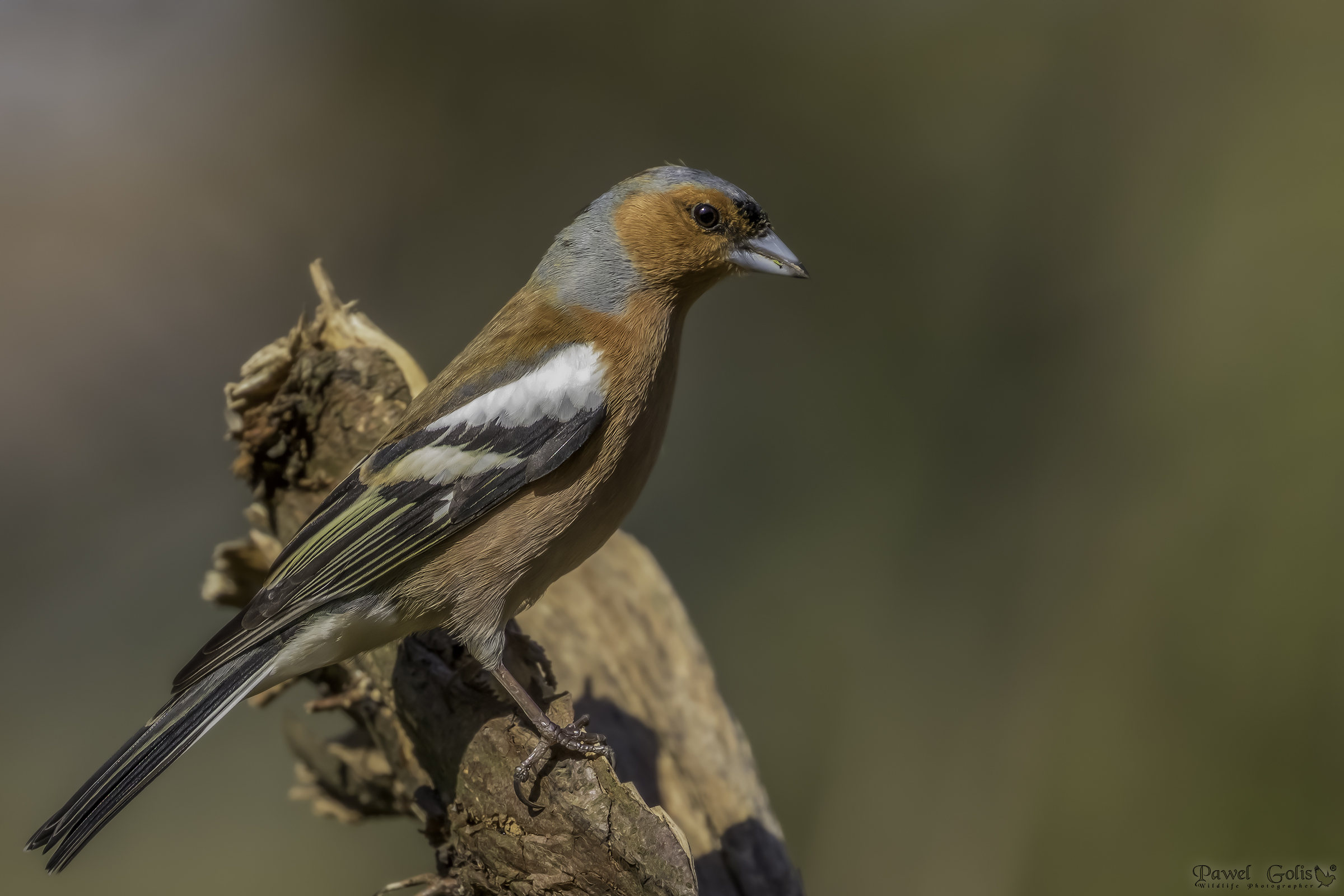 Chaffinch comune (Fringilla coelebs)