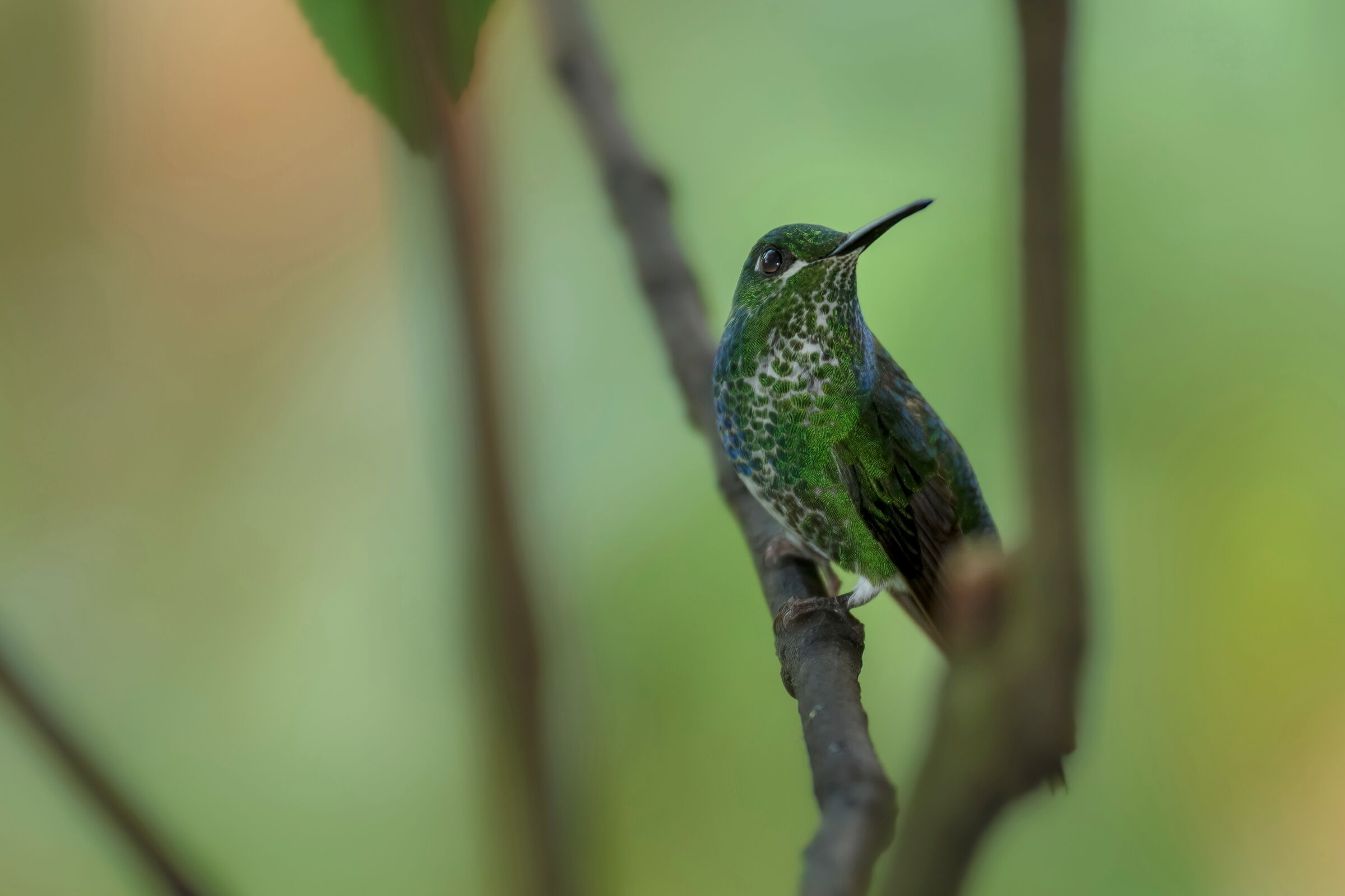una gemma nella foresta