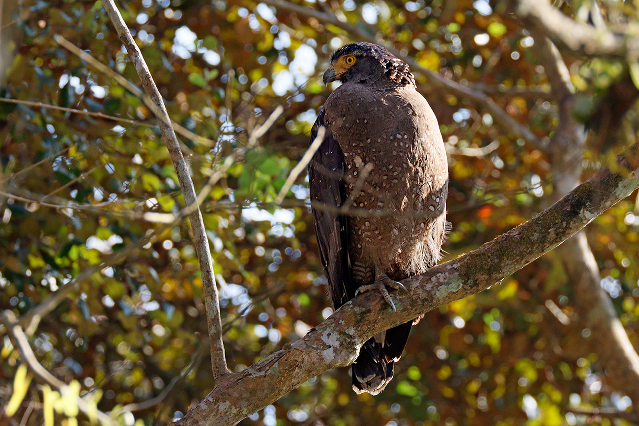 Andaman Serpent Eagle