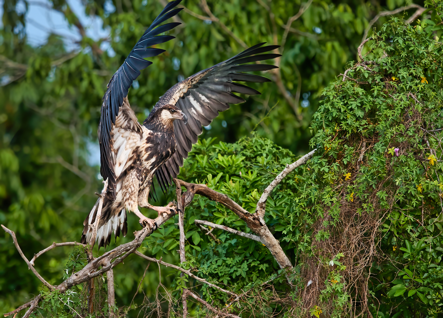 Fish eagle