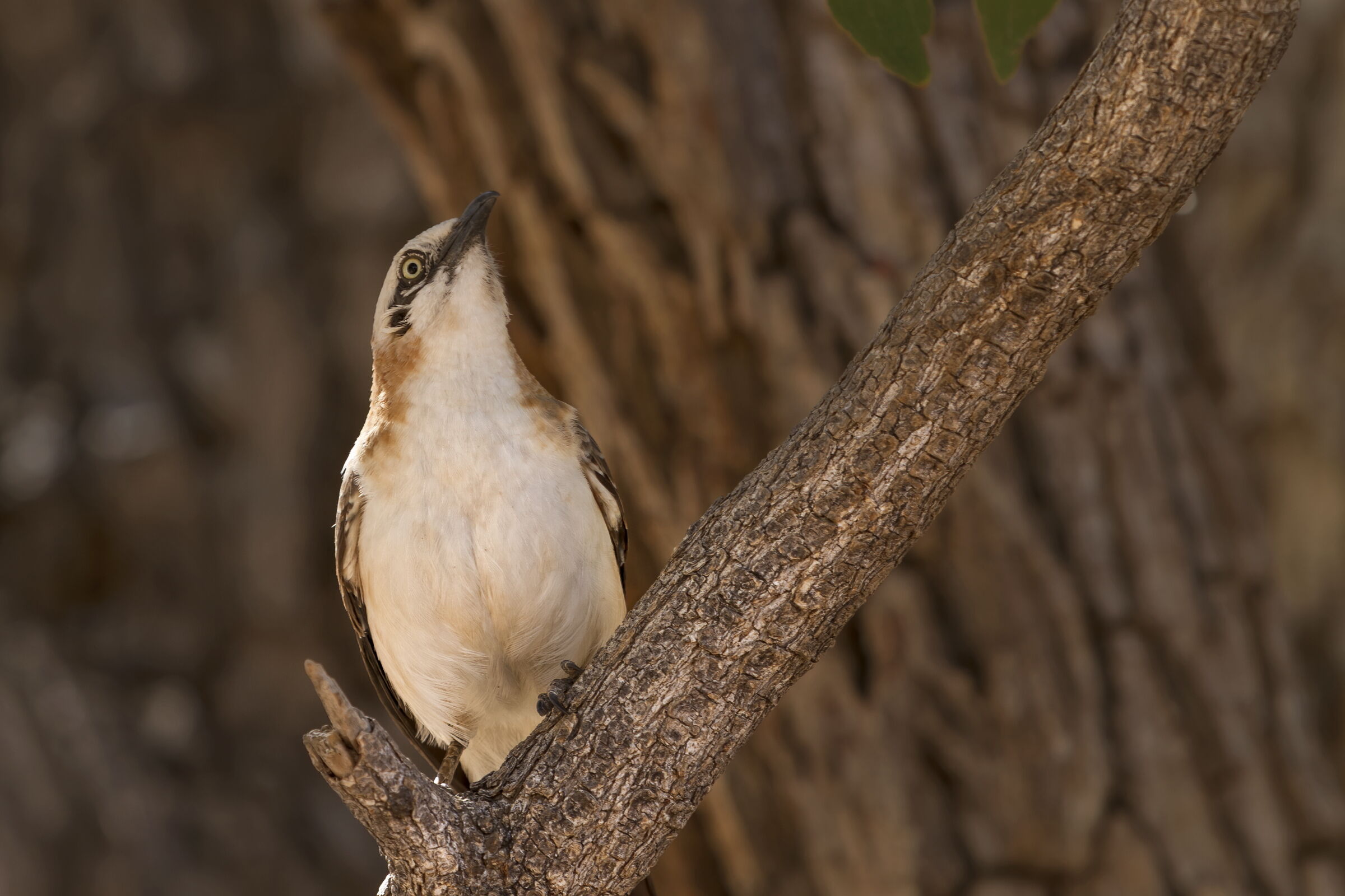 Turdoides gymnogenys (Garrulo guancenude)