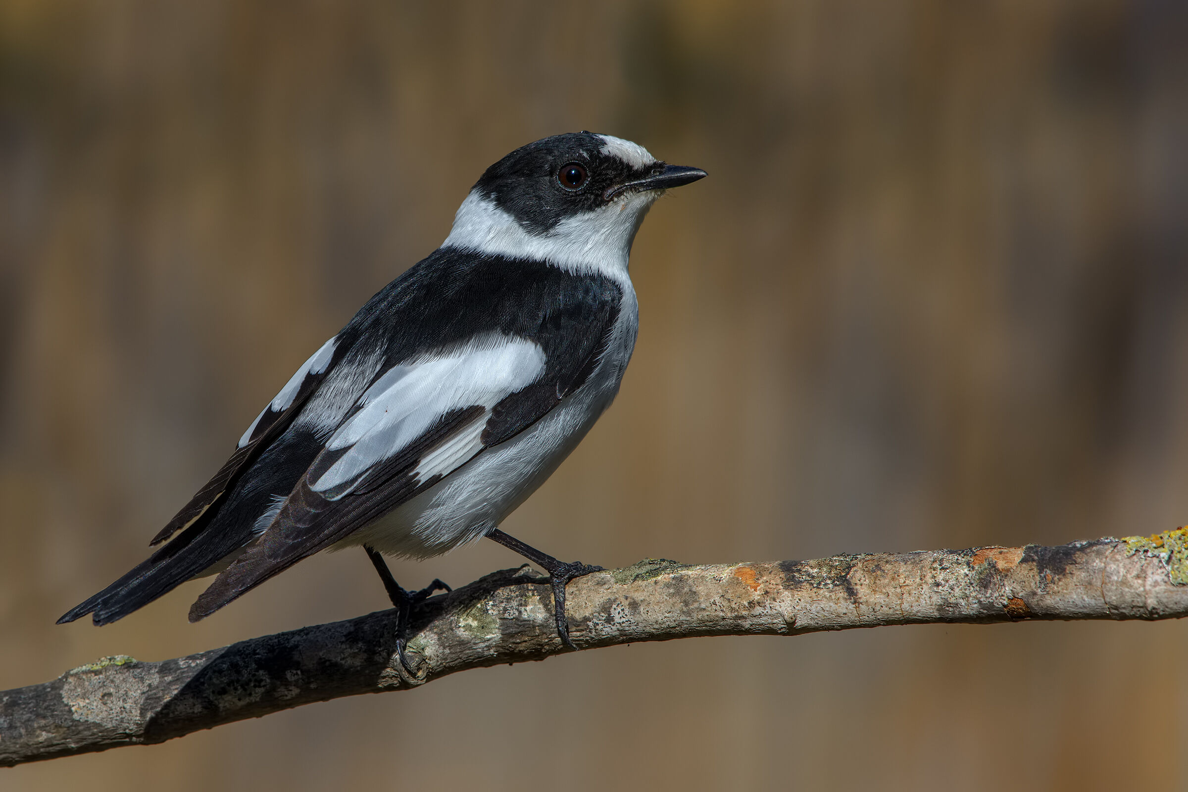 "New entry" in my garden! Shed Km 0