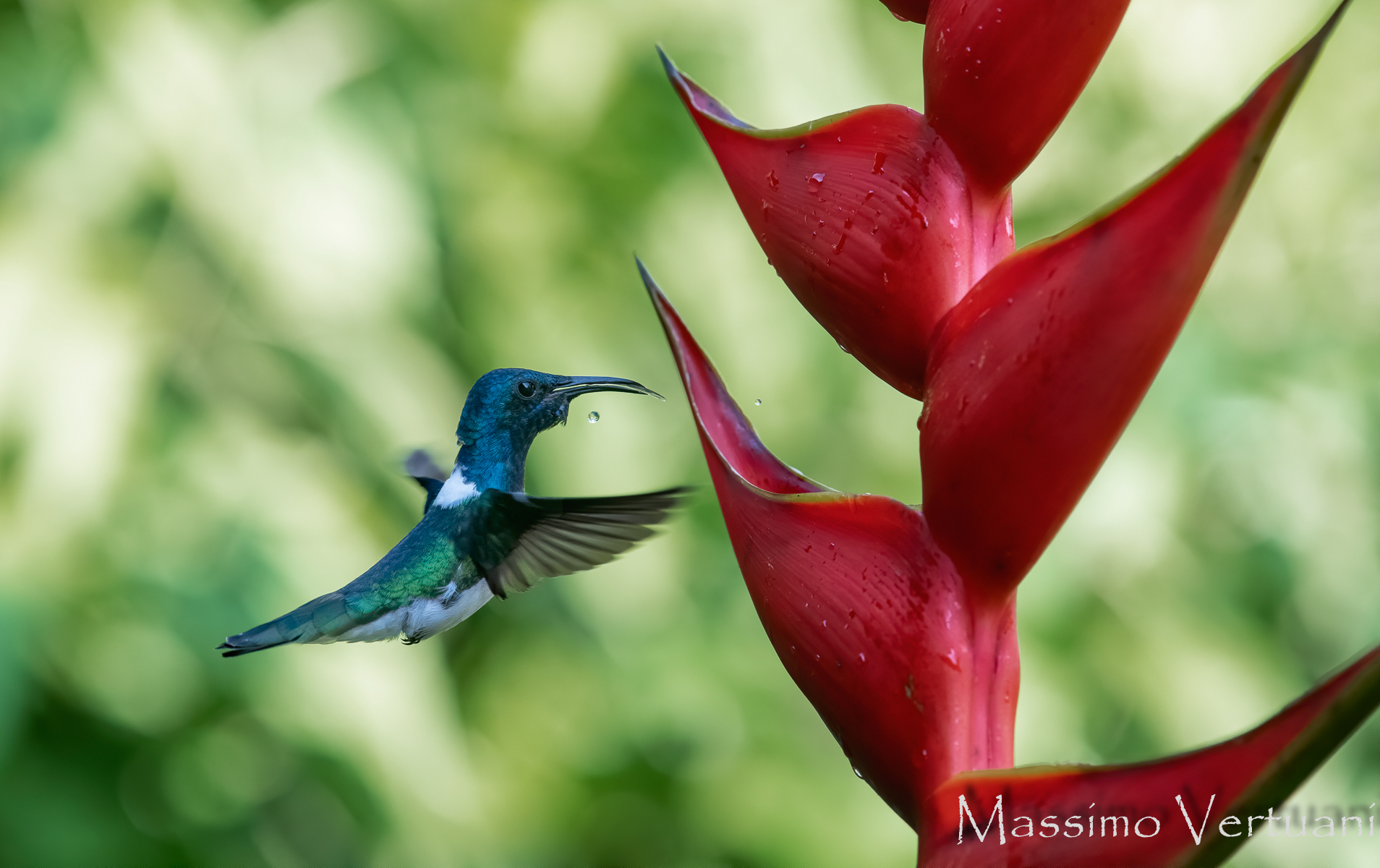 Colibri (Costa Rica)