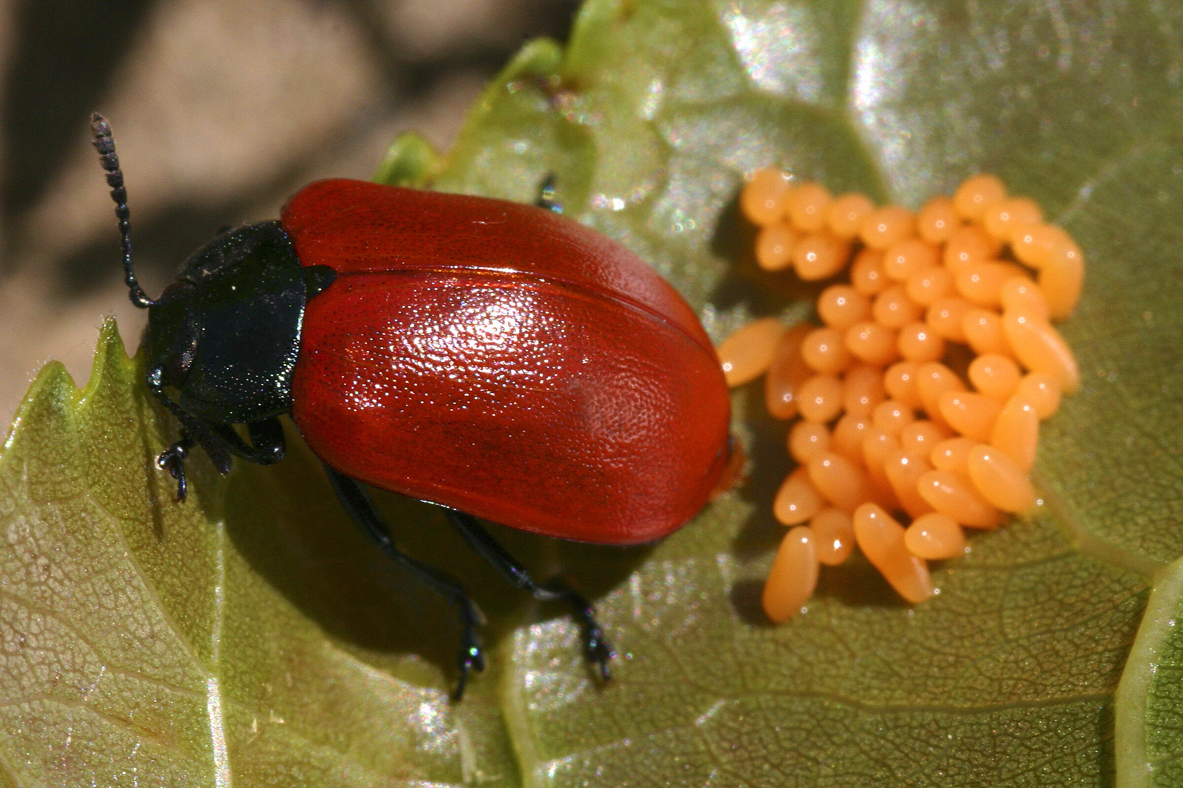 Crisomela del pioppo con uova