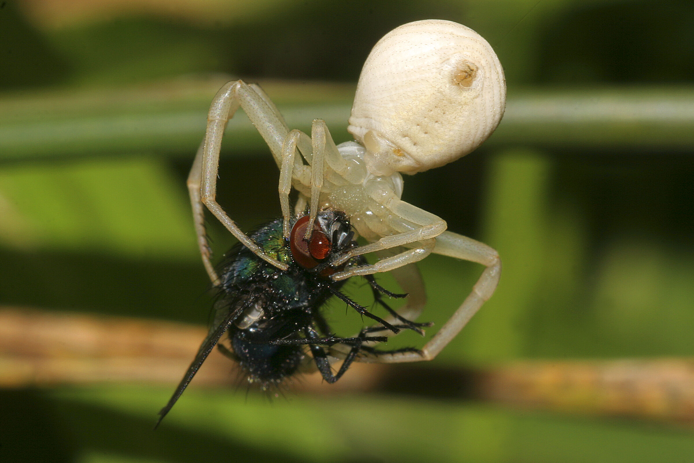 Misumena Vatia femmina con preda
