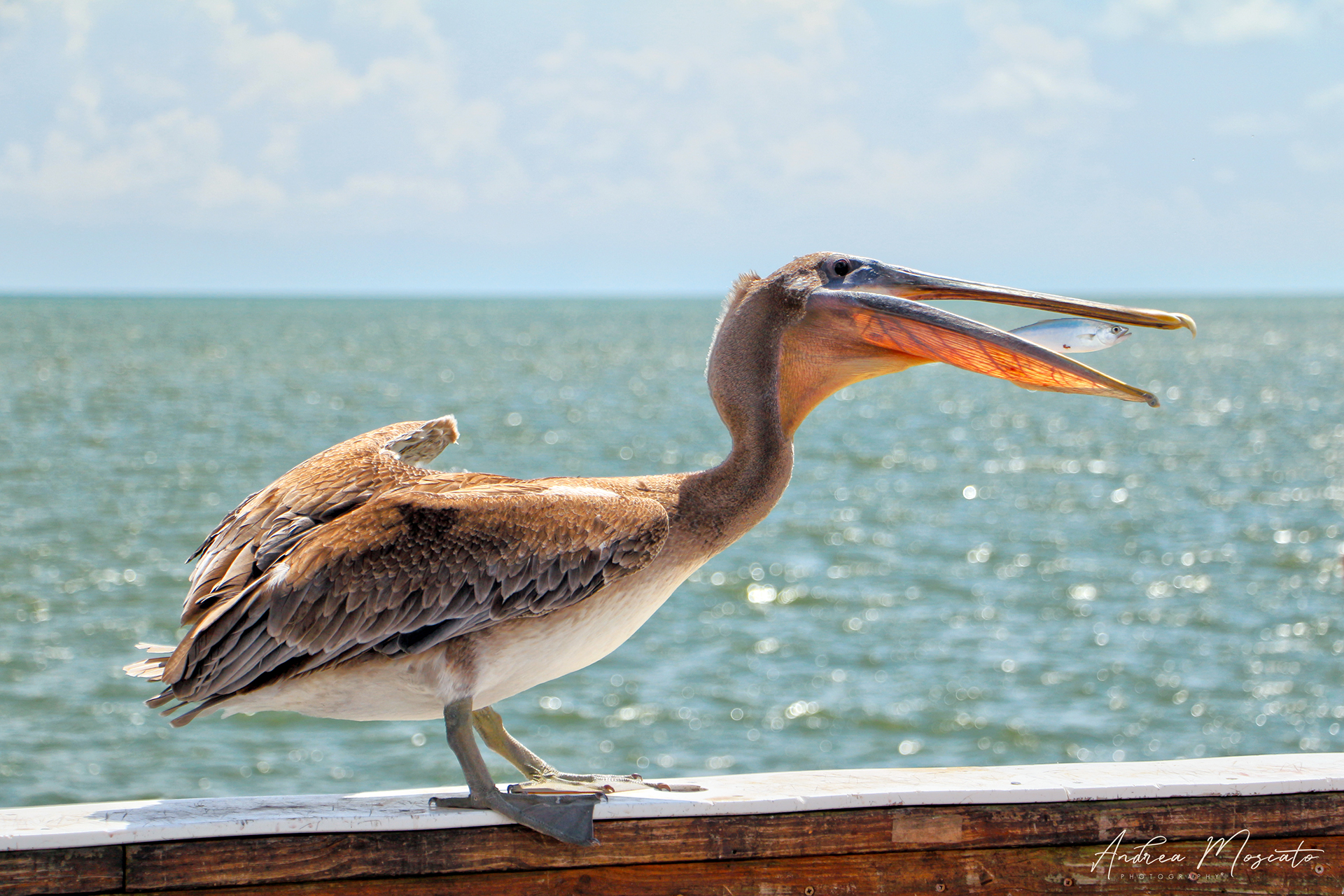 The Fisherman - Fort Myers Beach (Florida)