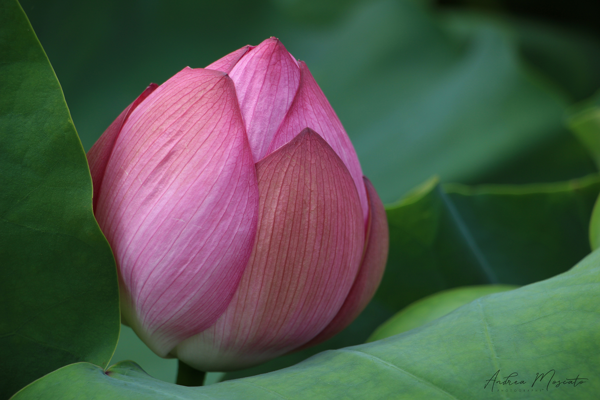 Shinobazu Pond, Ueno - Tokyo (Japan)