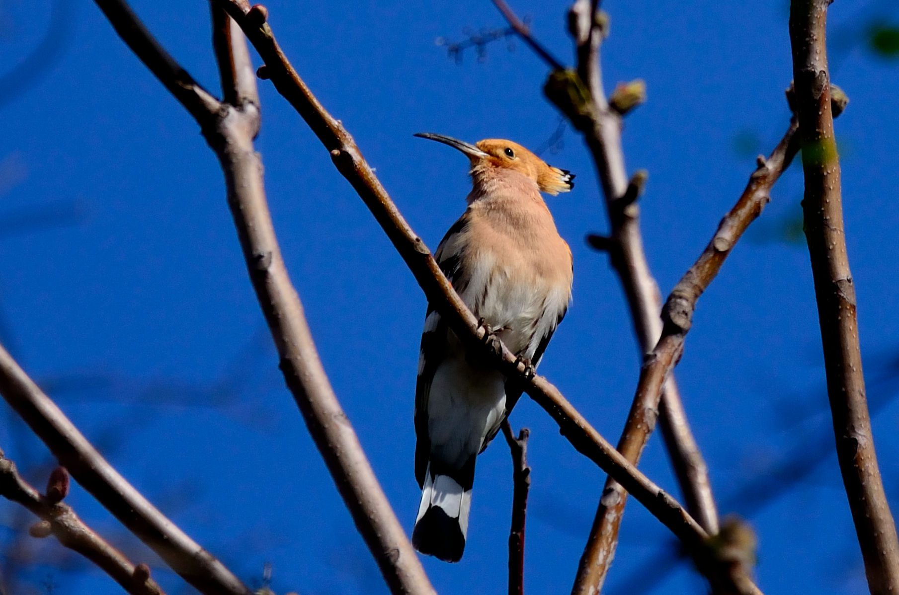 Hoopoe