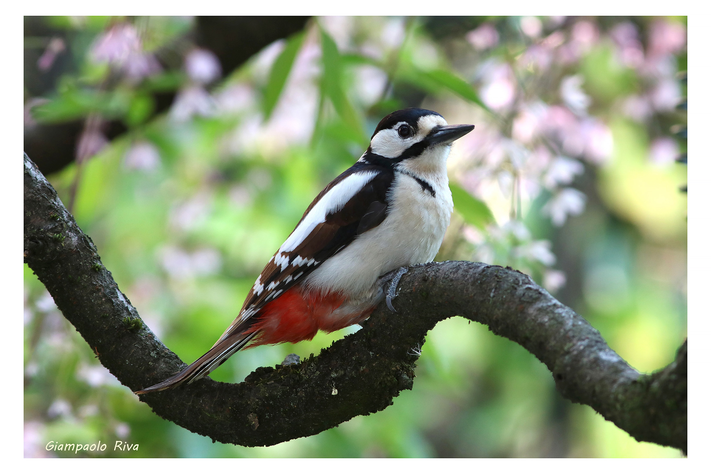 Picchio rosso femmina