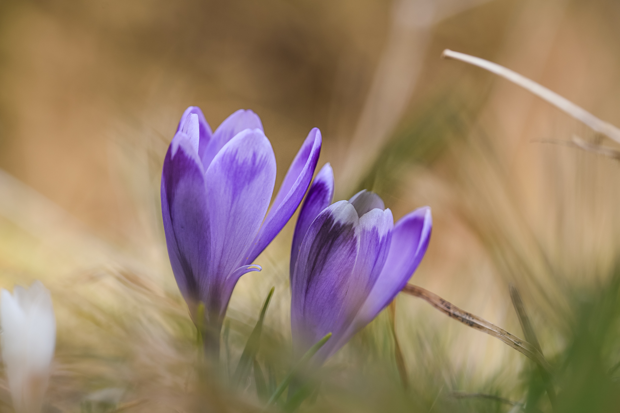 Crocus