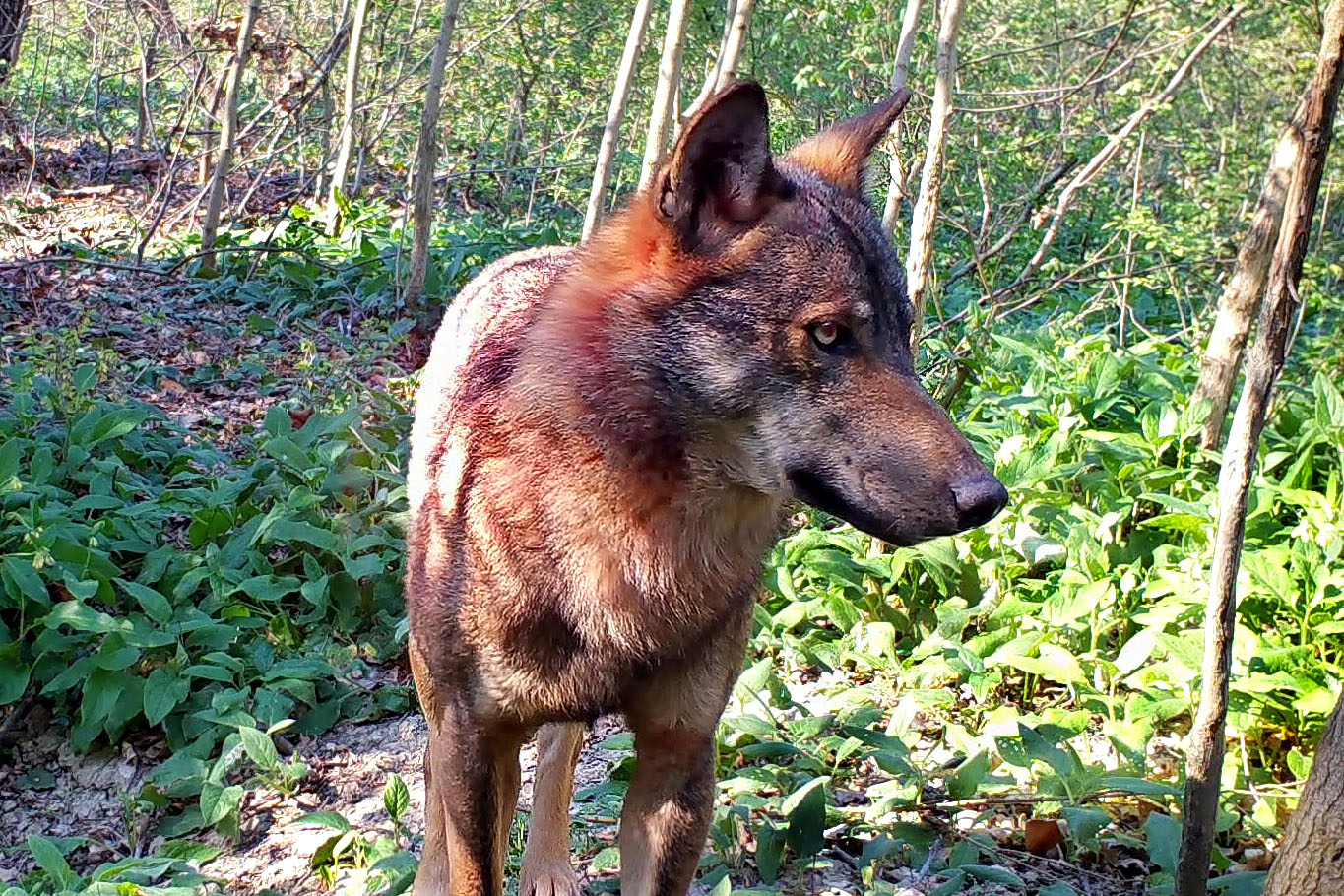 Wolf (Photogram of a video)