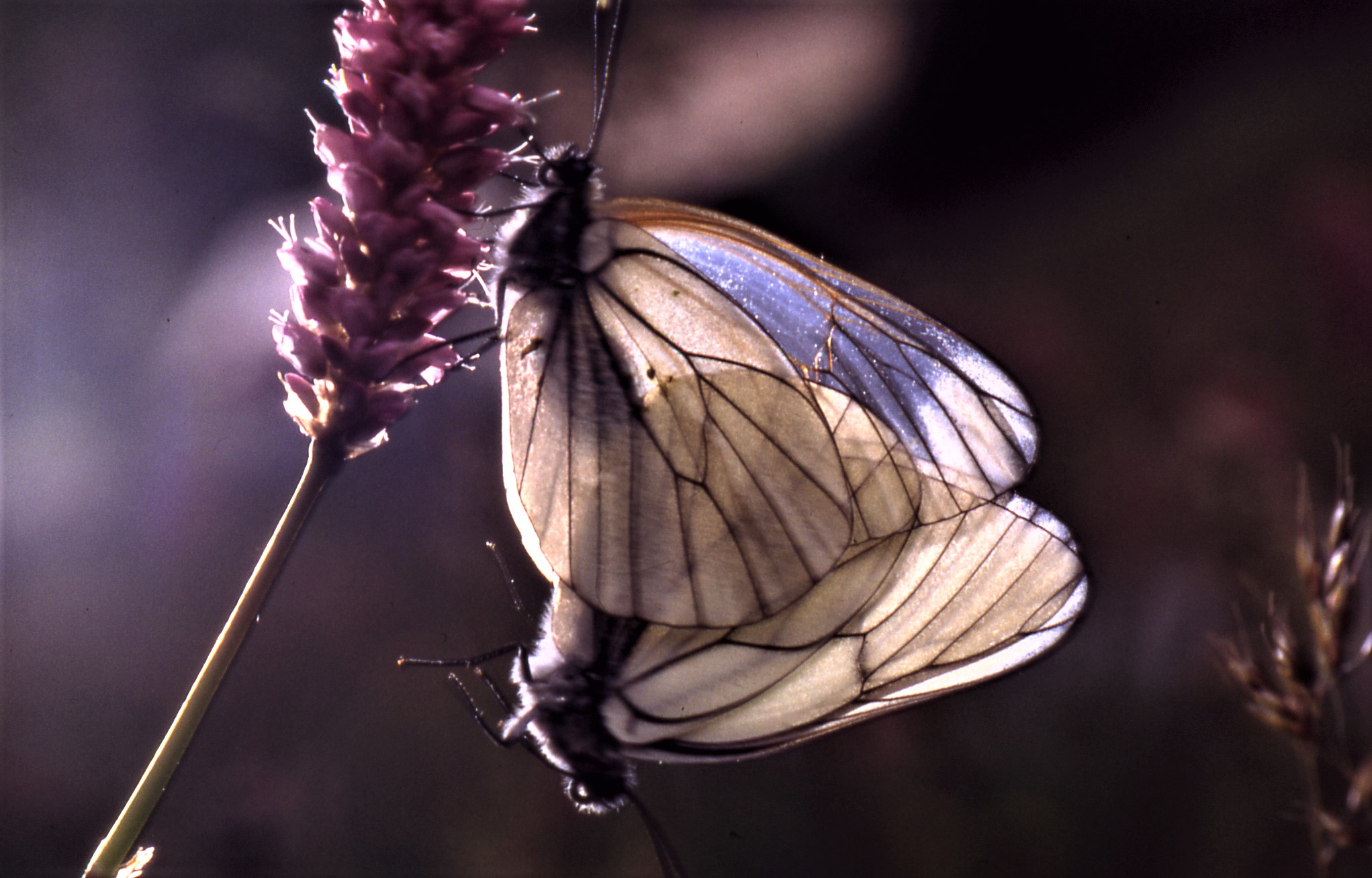 Butterflies in the backlight