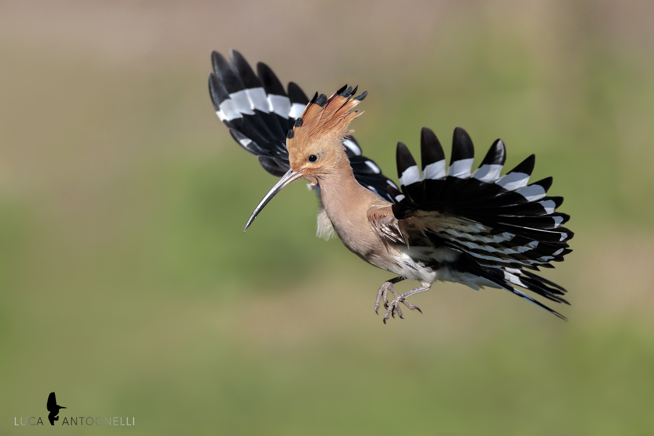 Upupa in volo discendente.