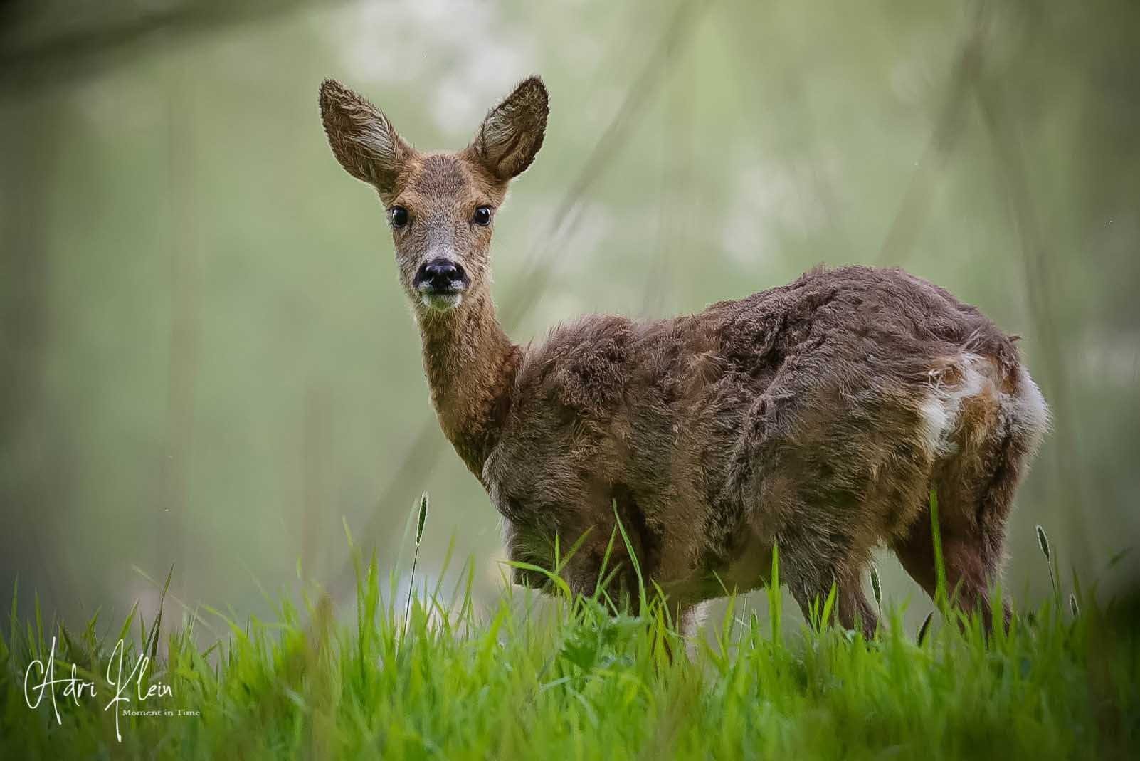 Roe female youngster