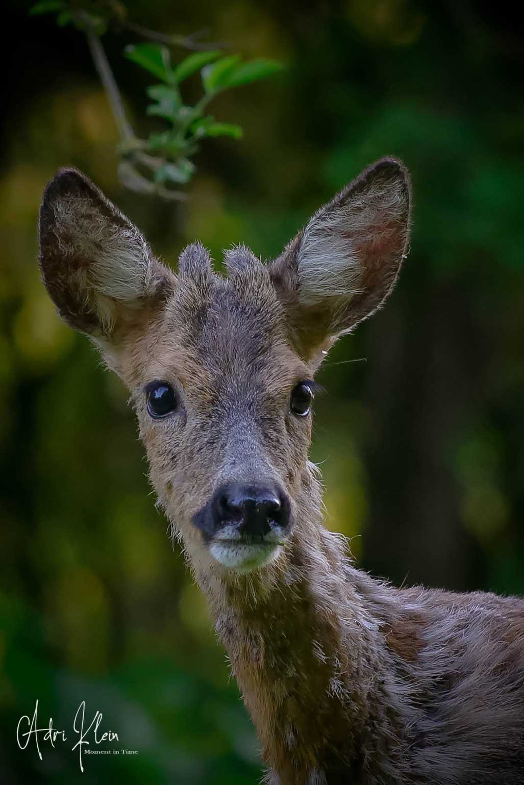 Roe male