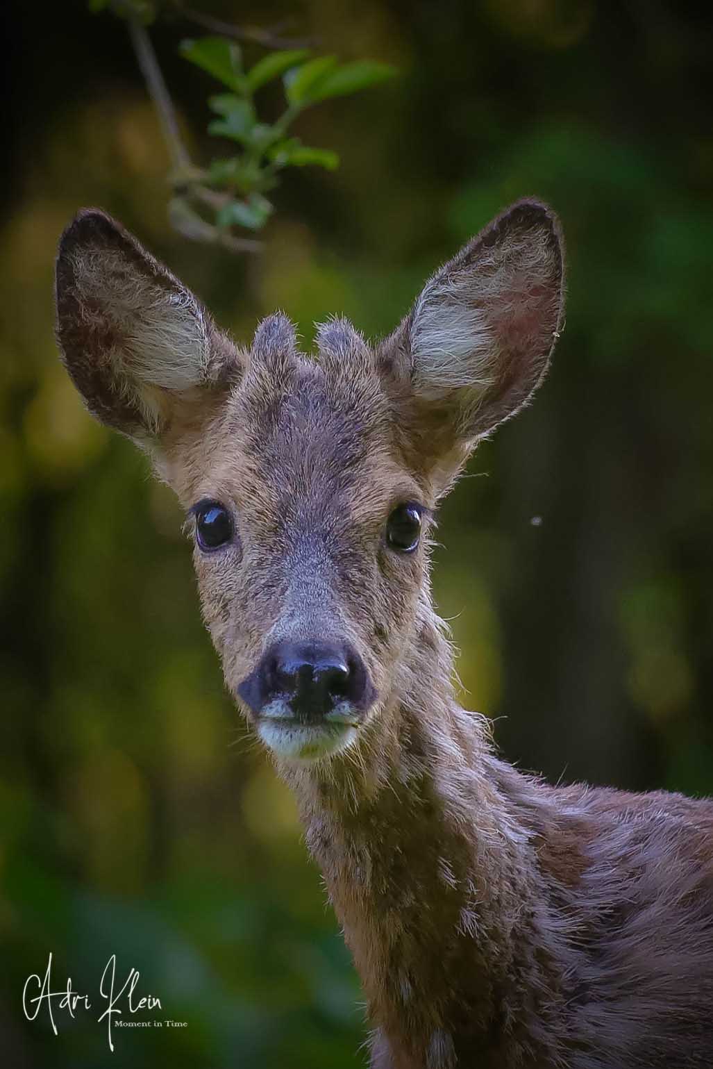 Roe male