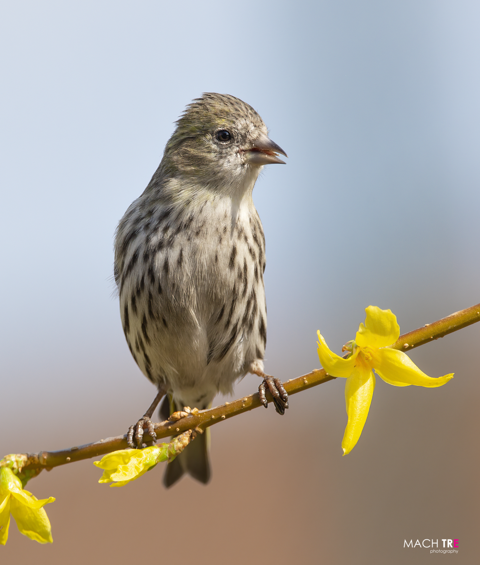 Lucherino (Cardelius spinus)